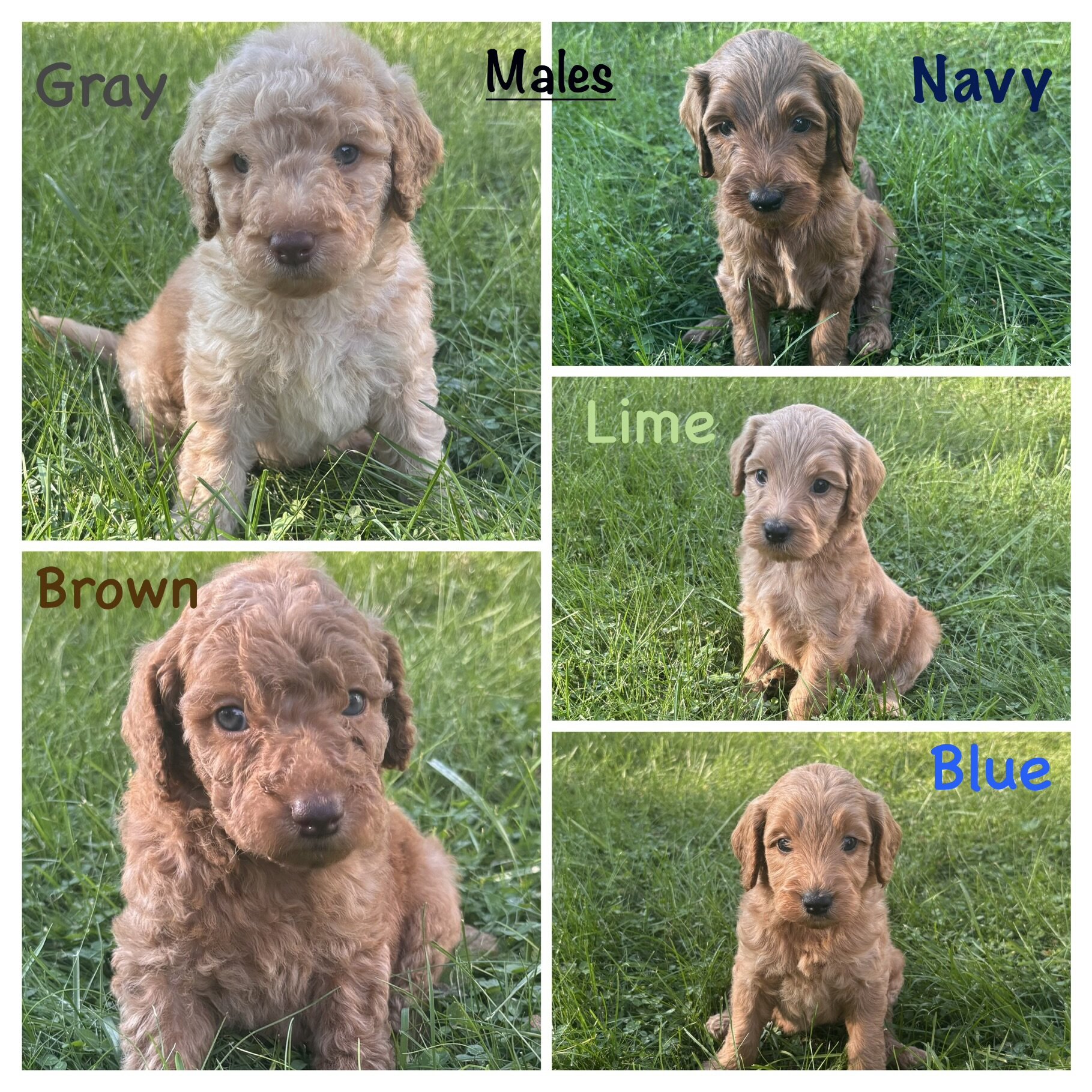Mini/medium Goldendoodles image 2