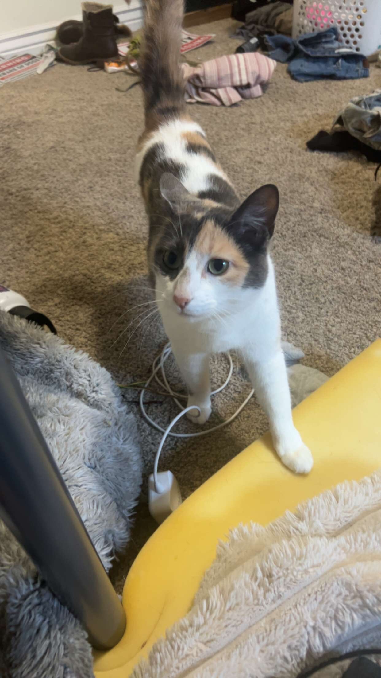 Cat image 4