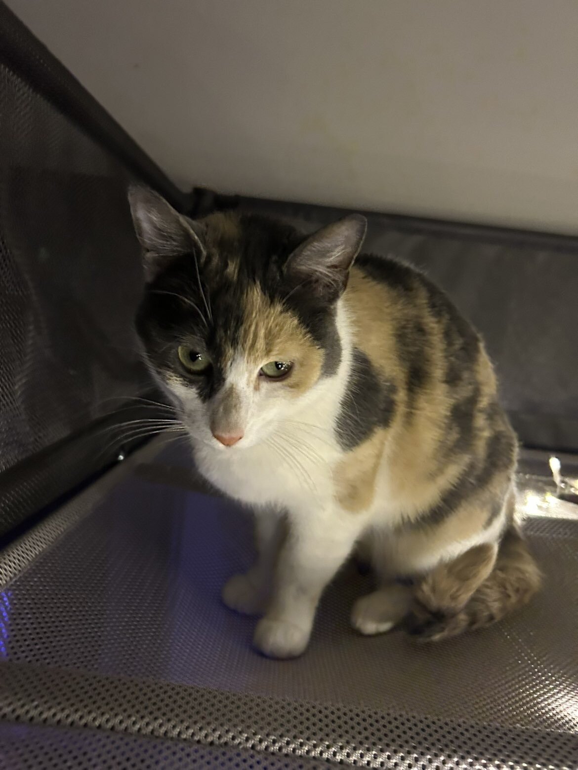 Cat image 2