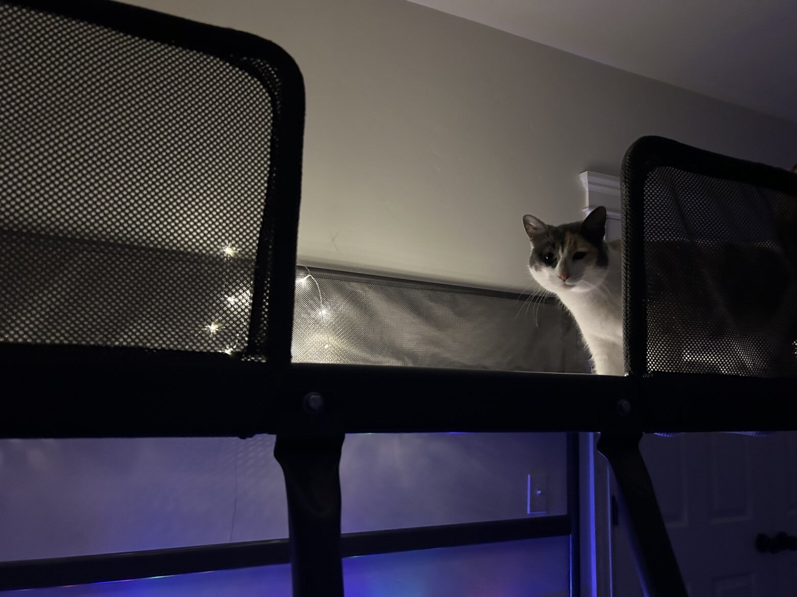Cat image 3