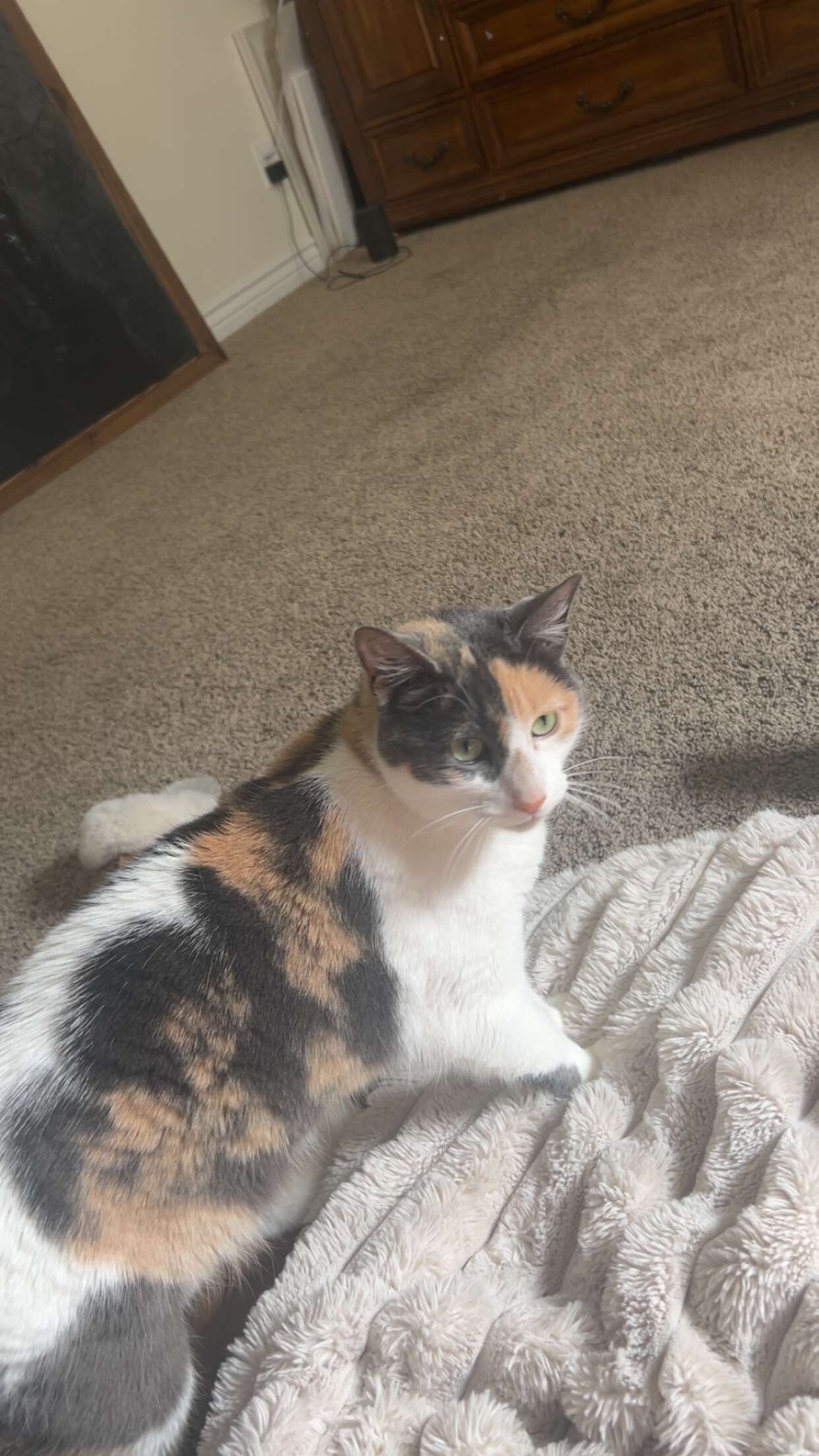 Cat image 1