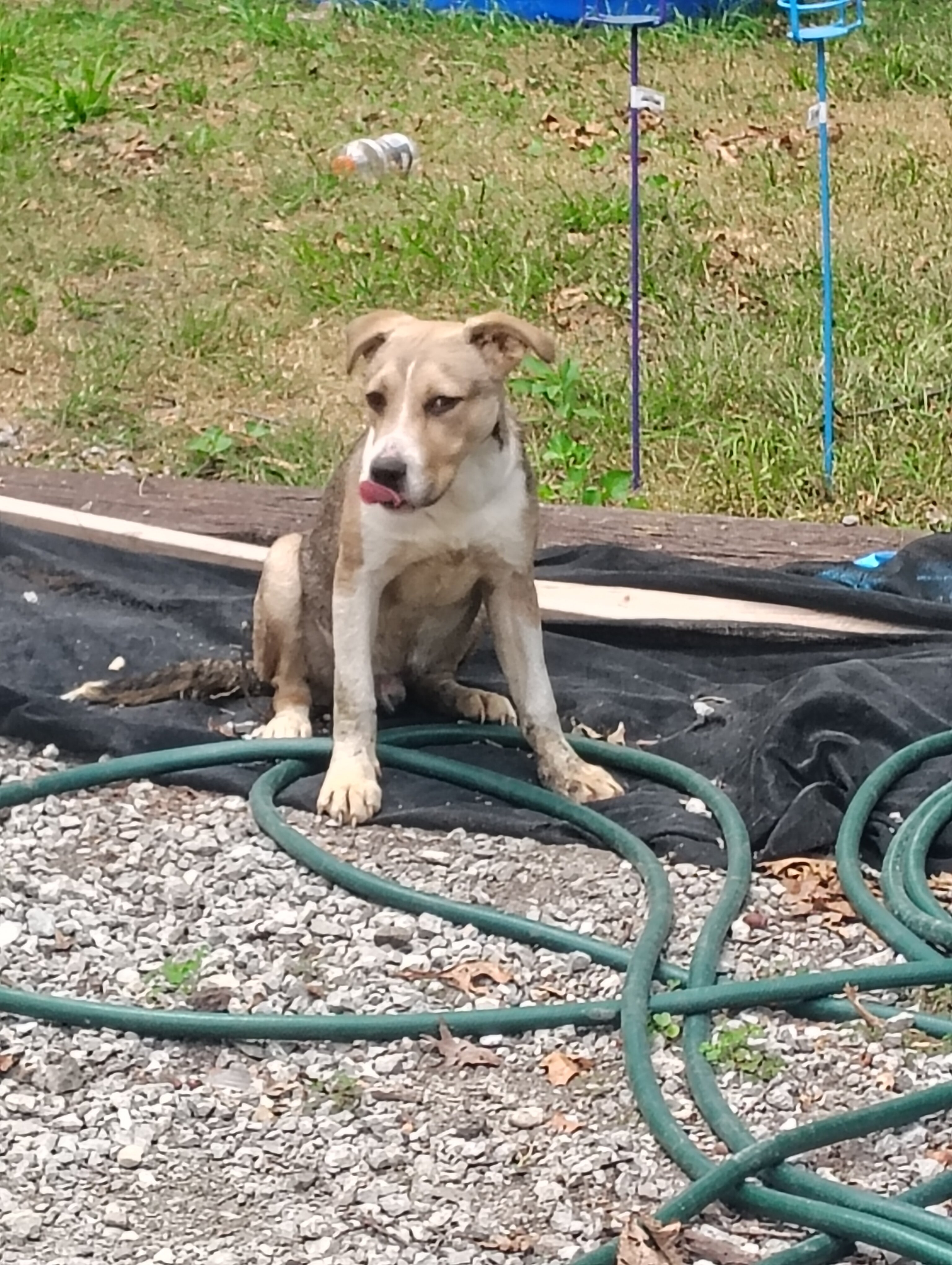 6-7 month old pit mix image 1