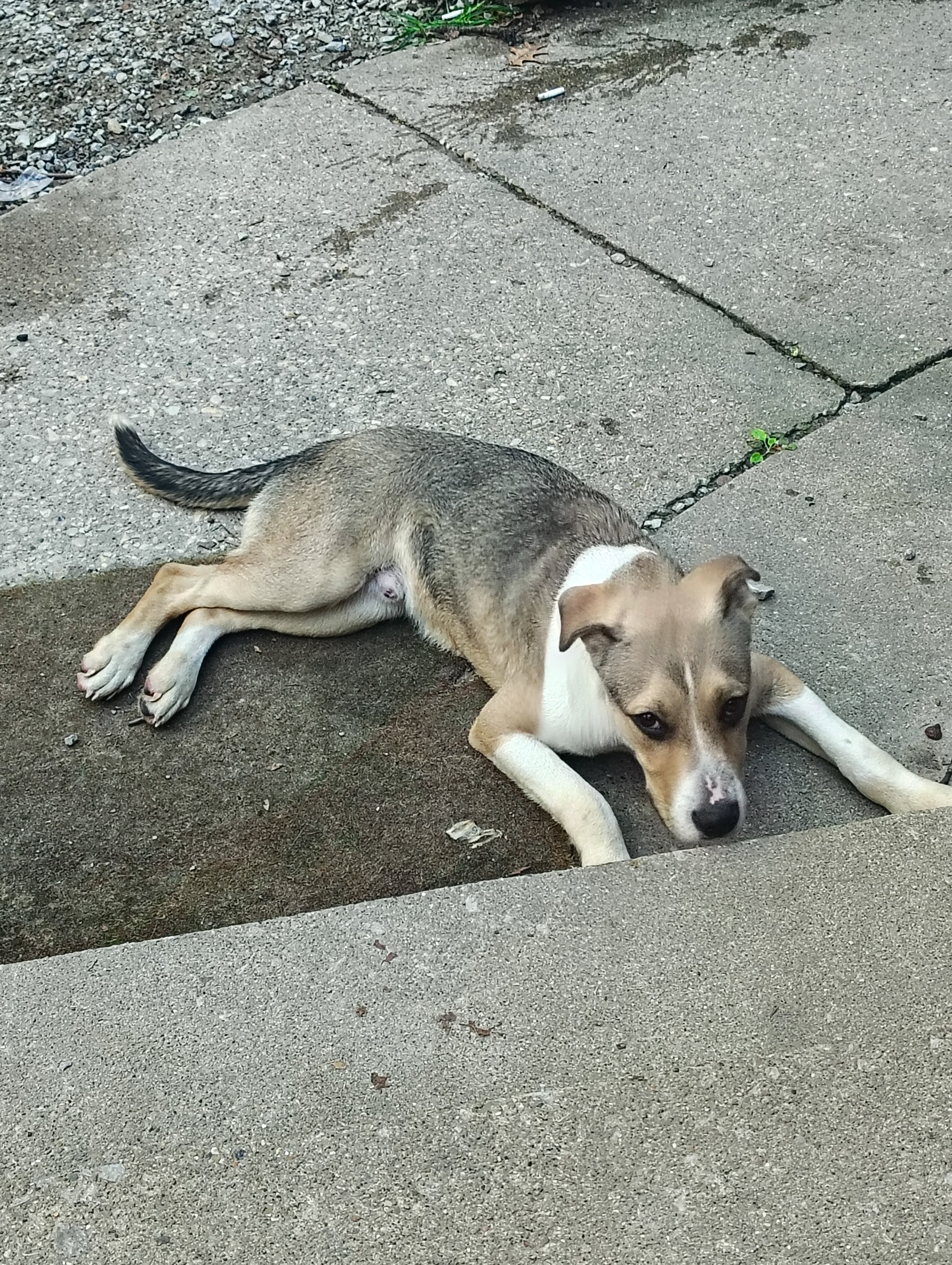 6-7 month old pit mix image 2