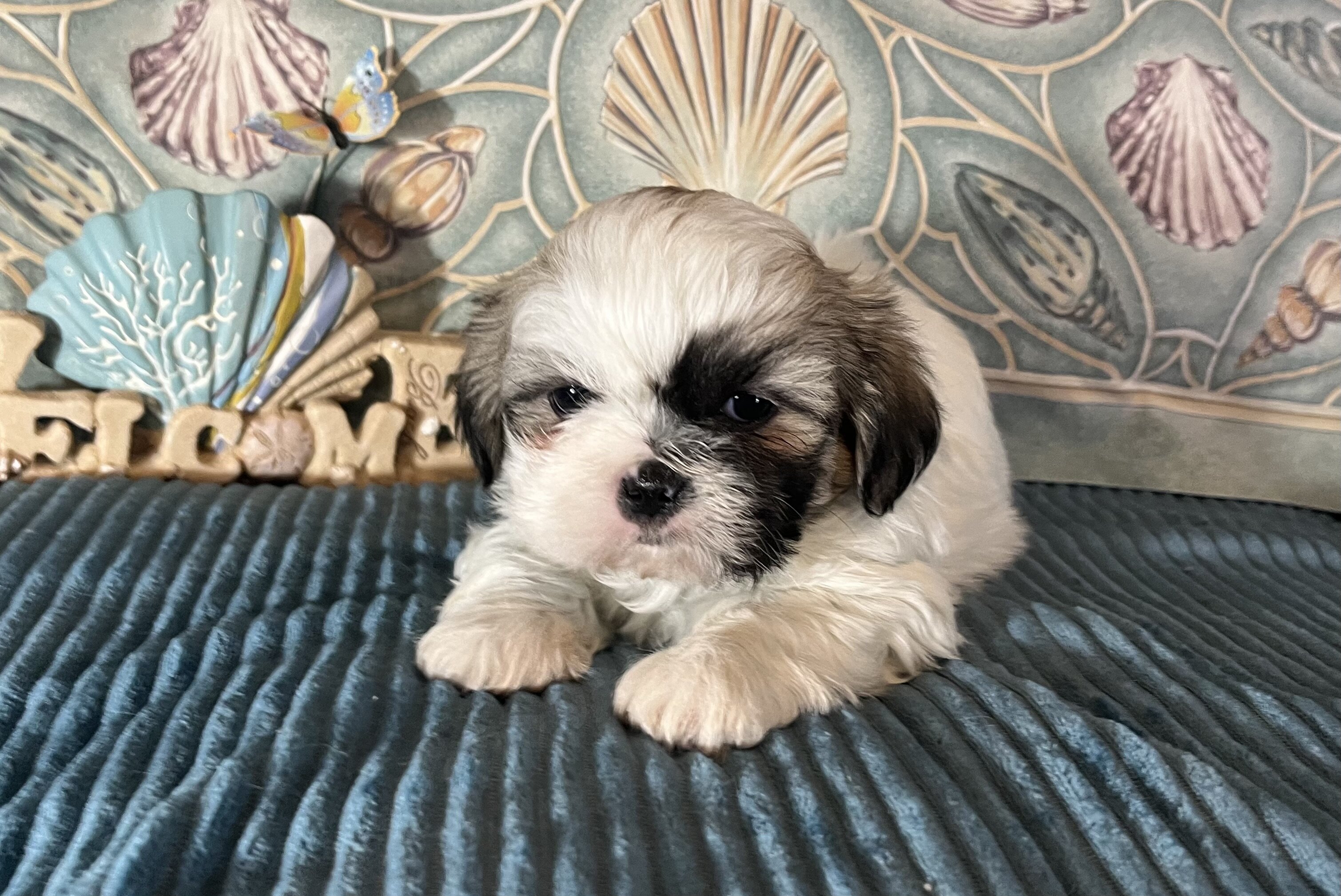 ‘Shih Tzu Puppies AKC REGISTERED image 5
