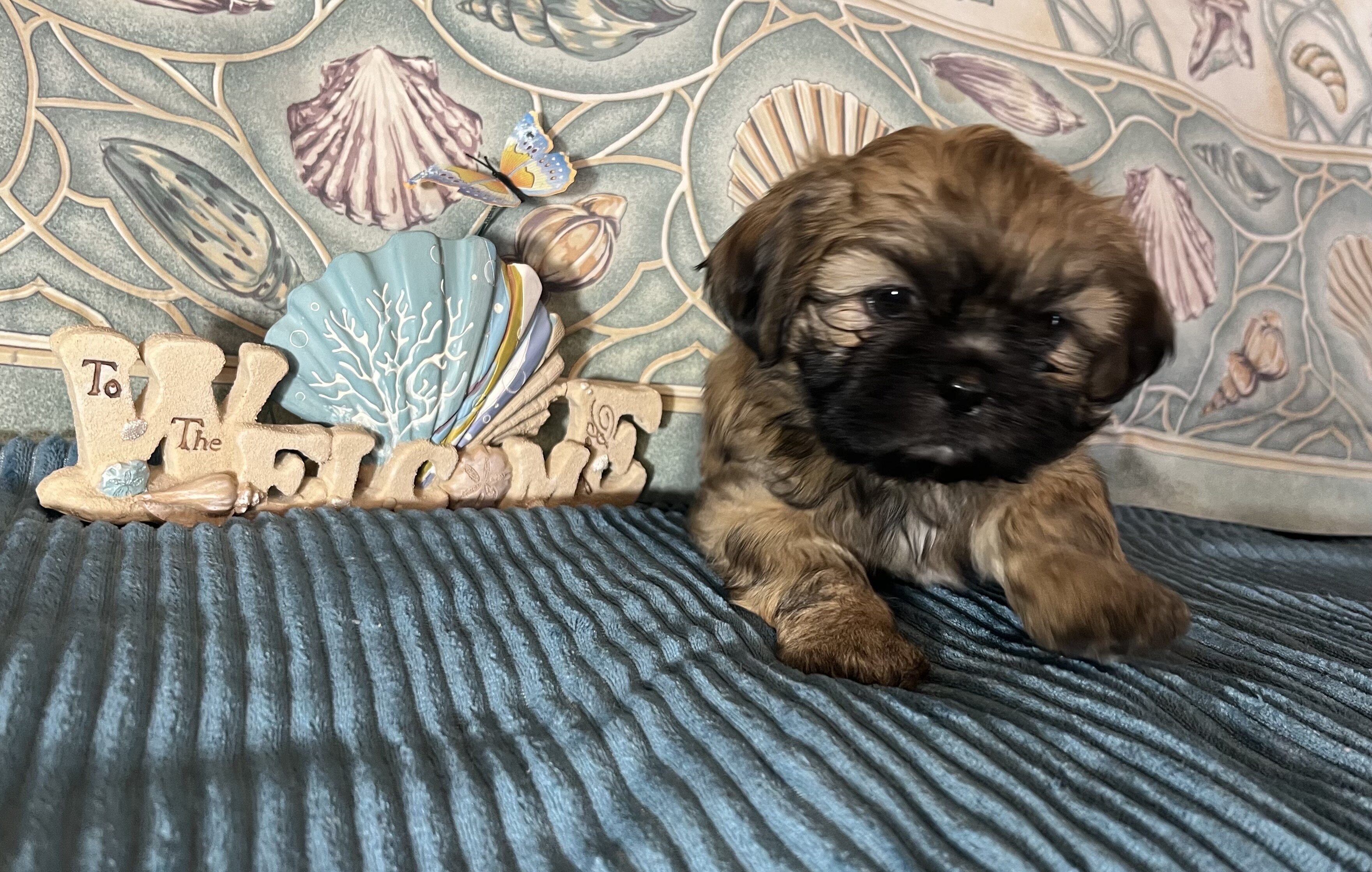 ‘Shih Tzu Puppies AKC REGISTERED image 4