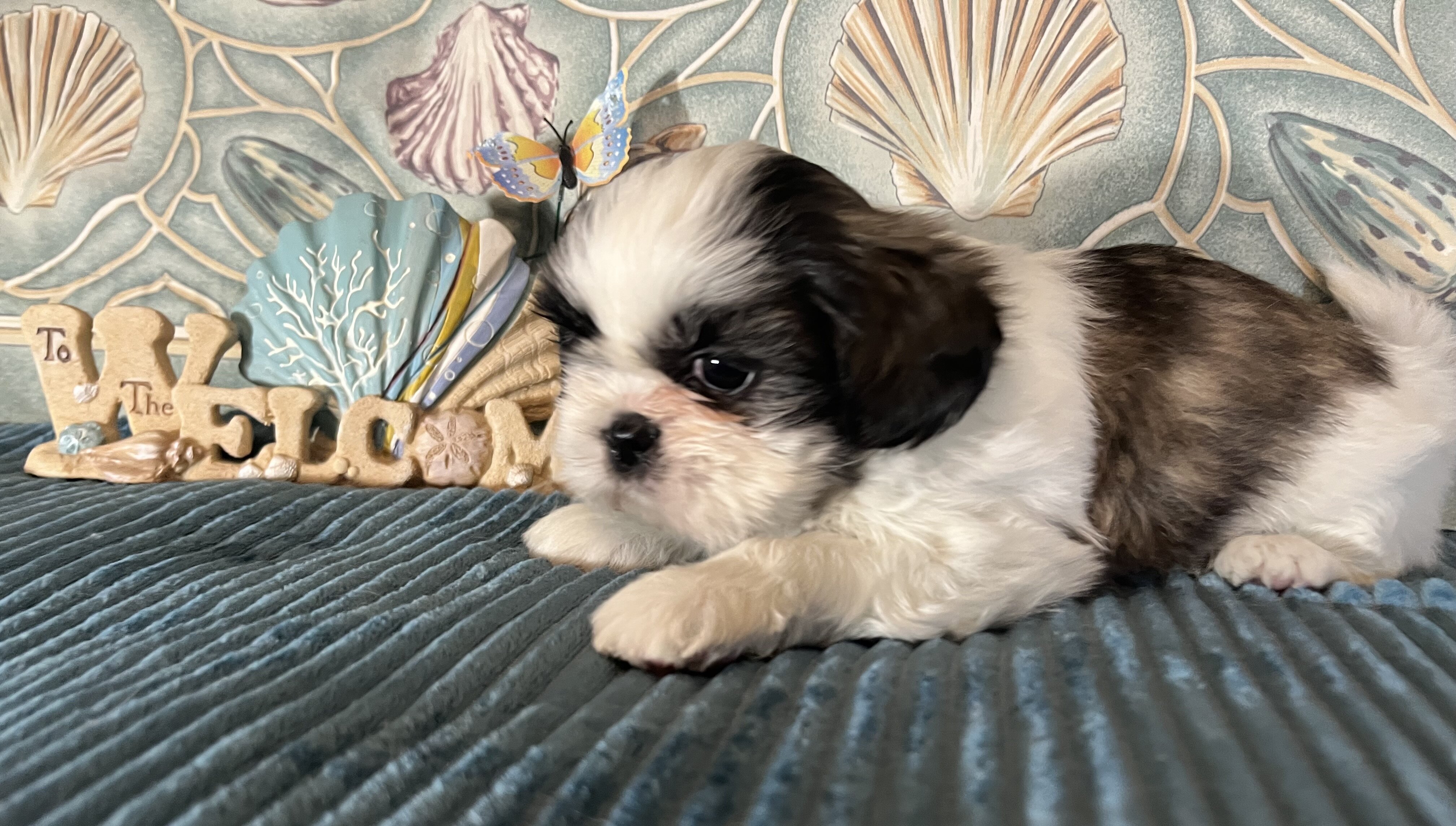 ‘Shih Tzu Puppies AKC REGISTERED image 3