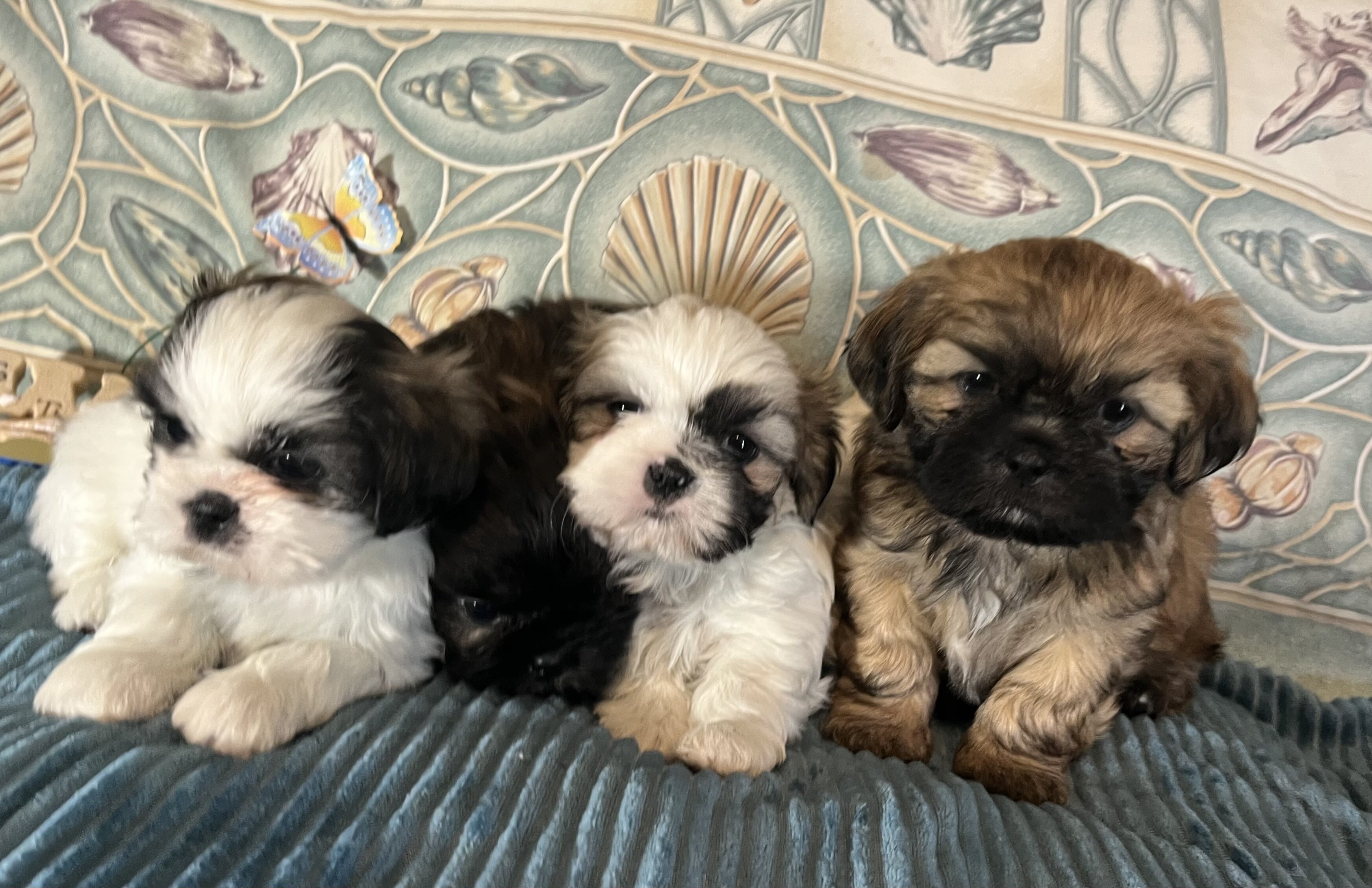 ‘Shih Tzu Puppies AKC REGISTERED image 2