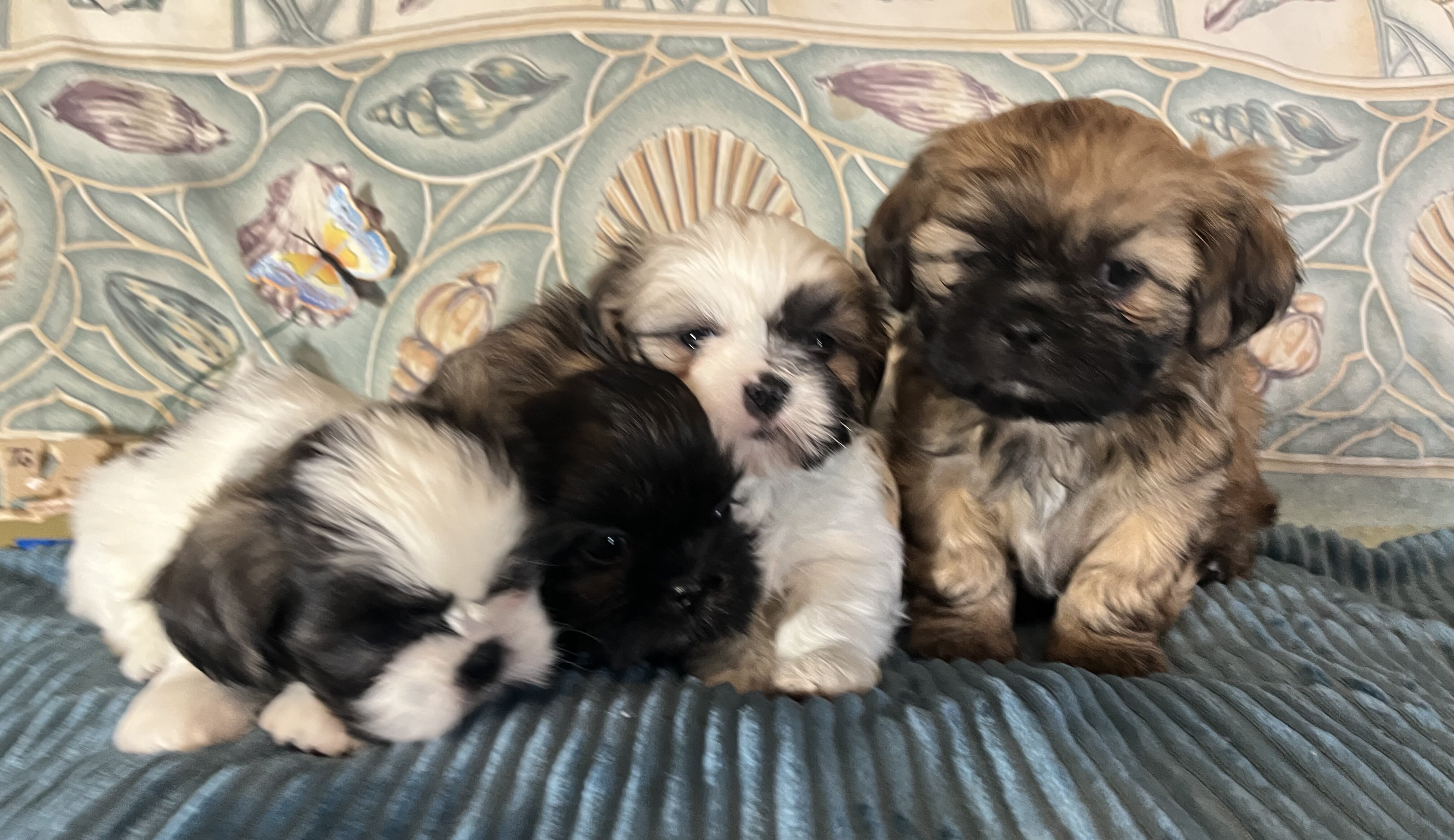 ‘Shih Tzu Puppies AKC REGISTERED image 1