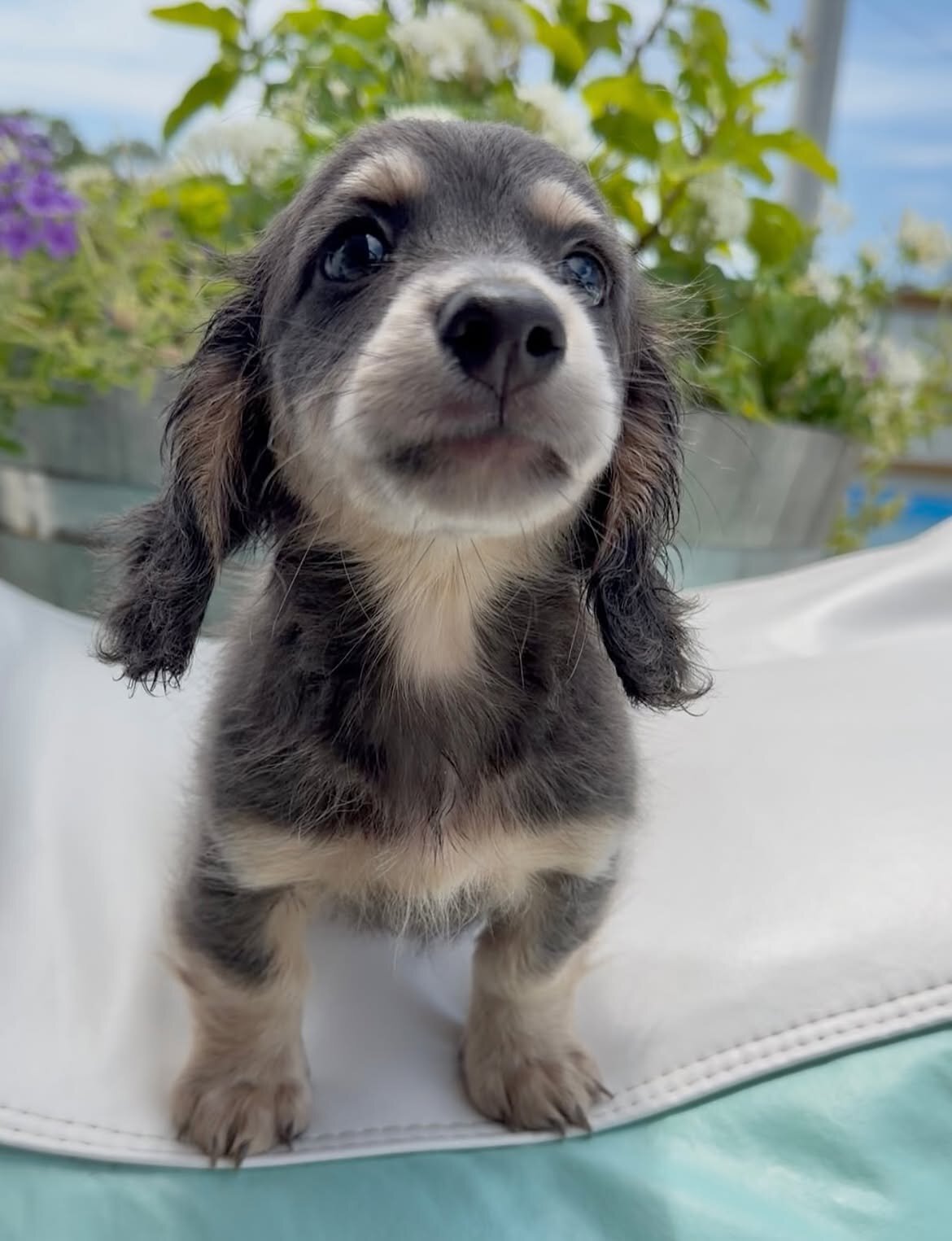 Miniature Dachshund puppy image 5