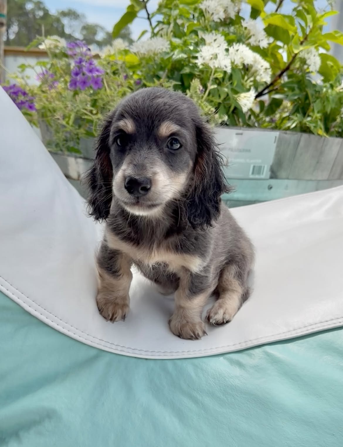 Miniature Dachshund puppy image 3