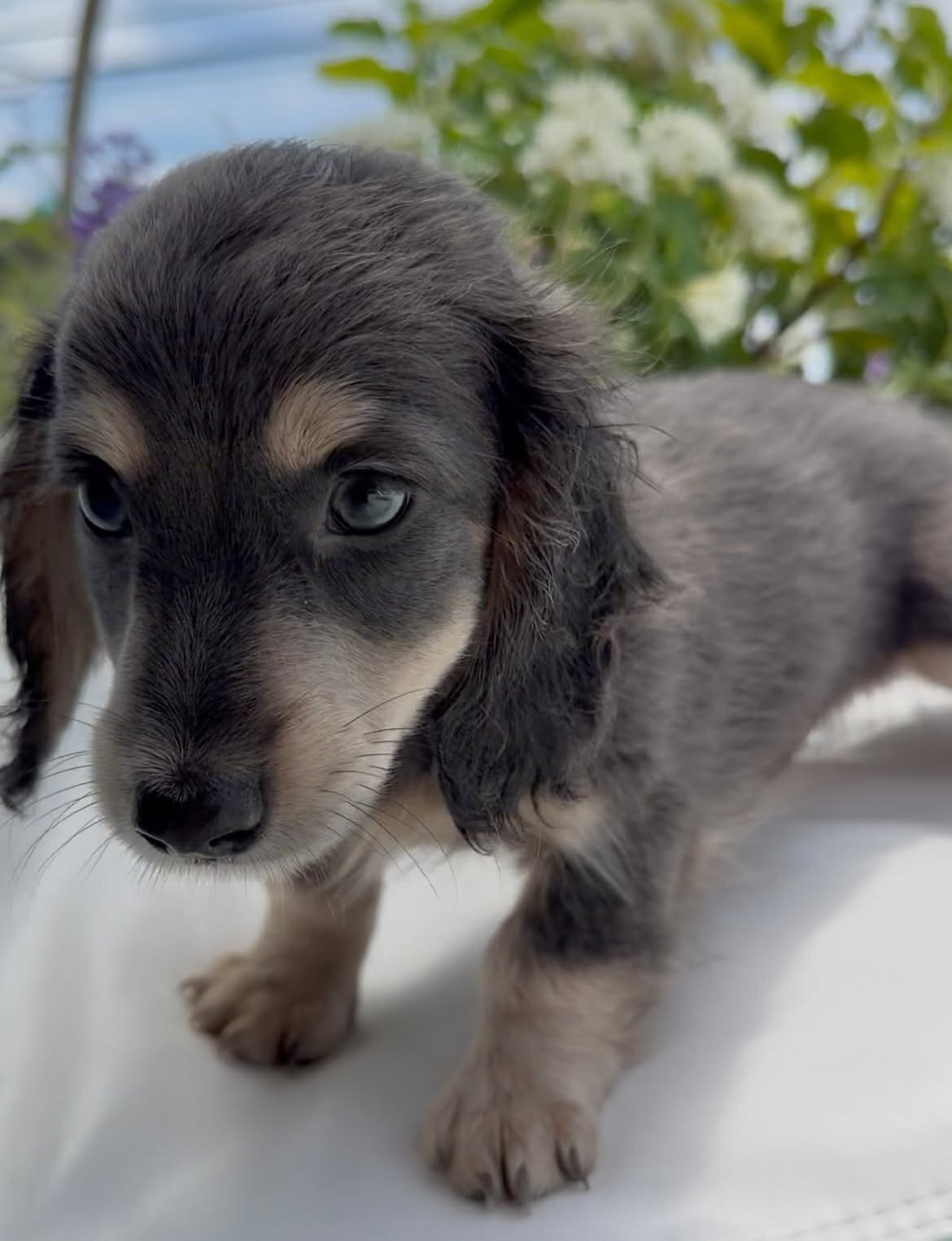 Miniature Dachshund puppy image 2
