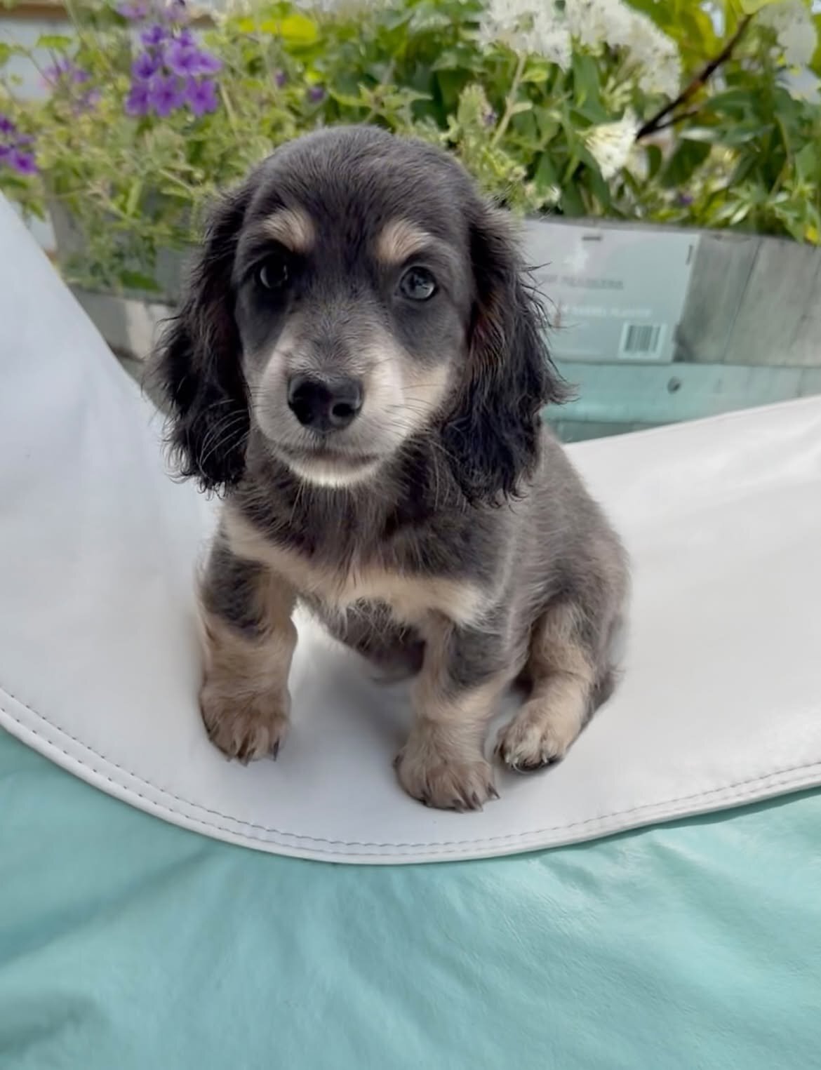 Miniature Dachshund puppy image 1