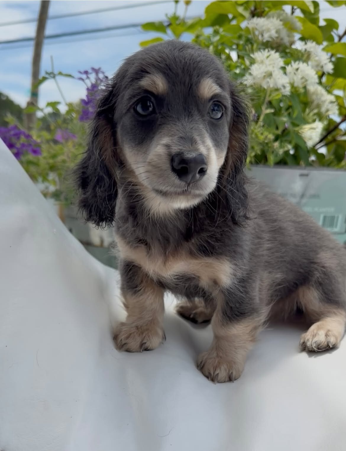 Miniature Dachshund puppy image 4