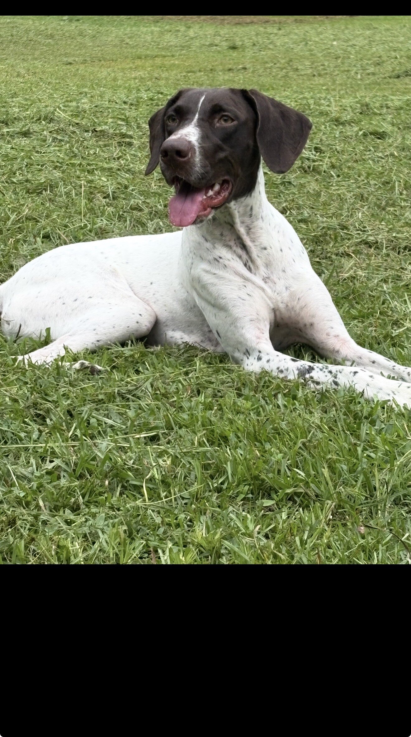 German Shorthaired Pointer image 1