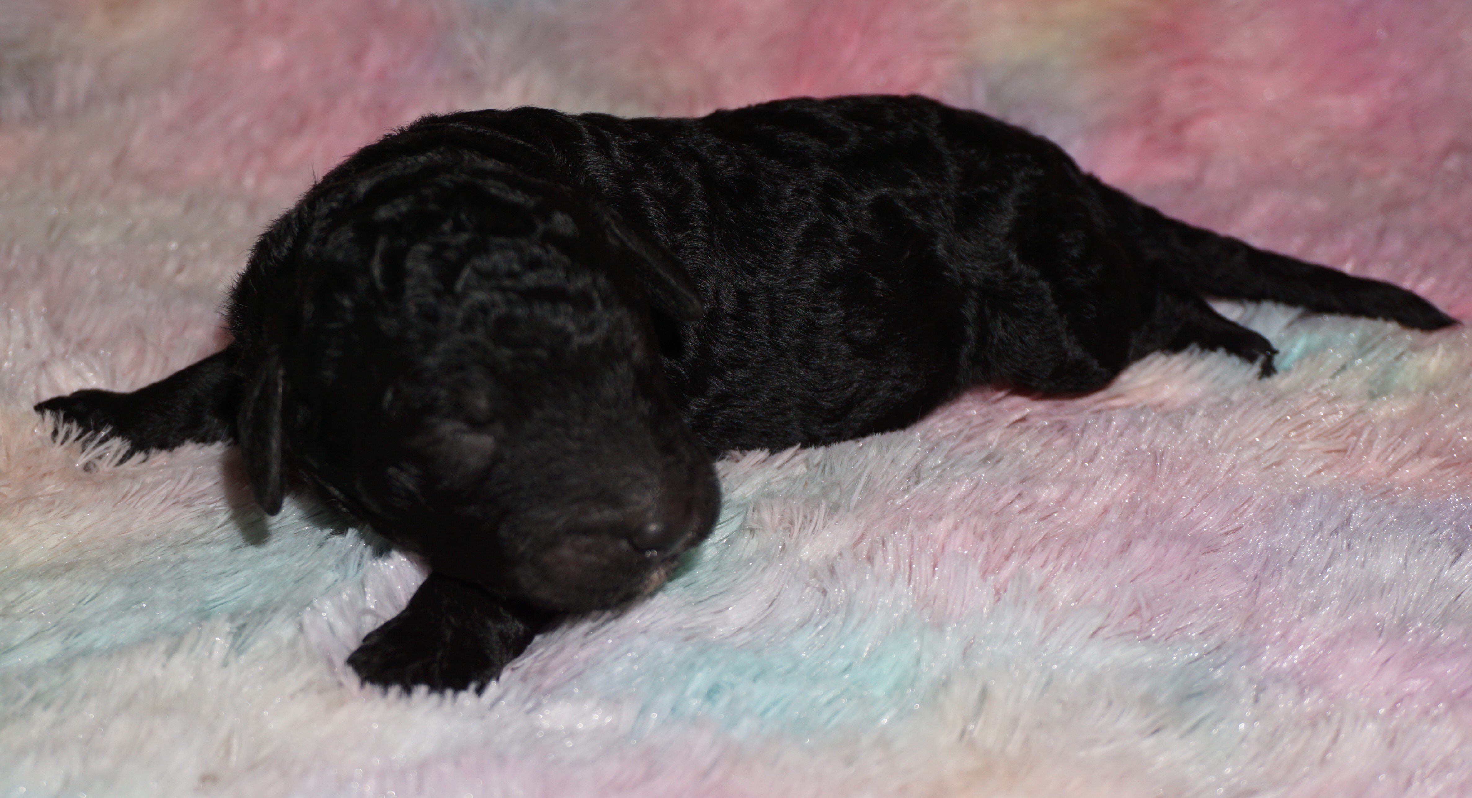 labradoodle image 1