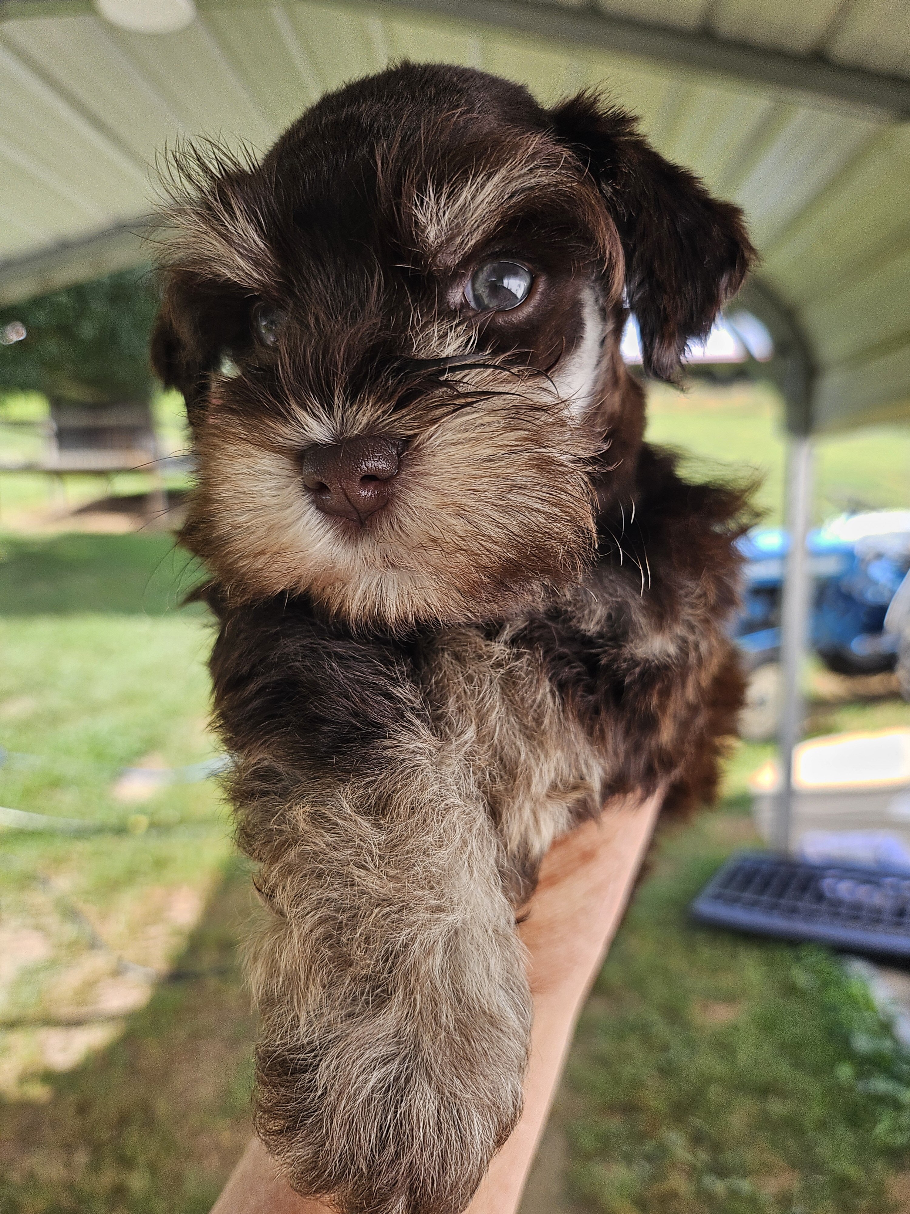 Miniature  Schnauzers image 6