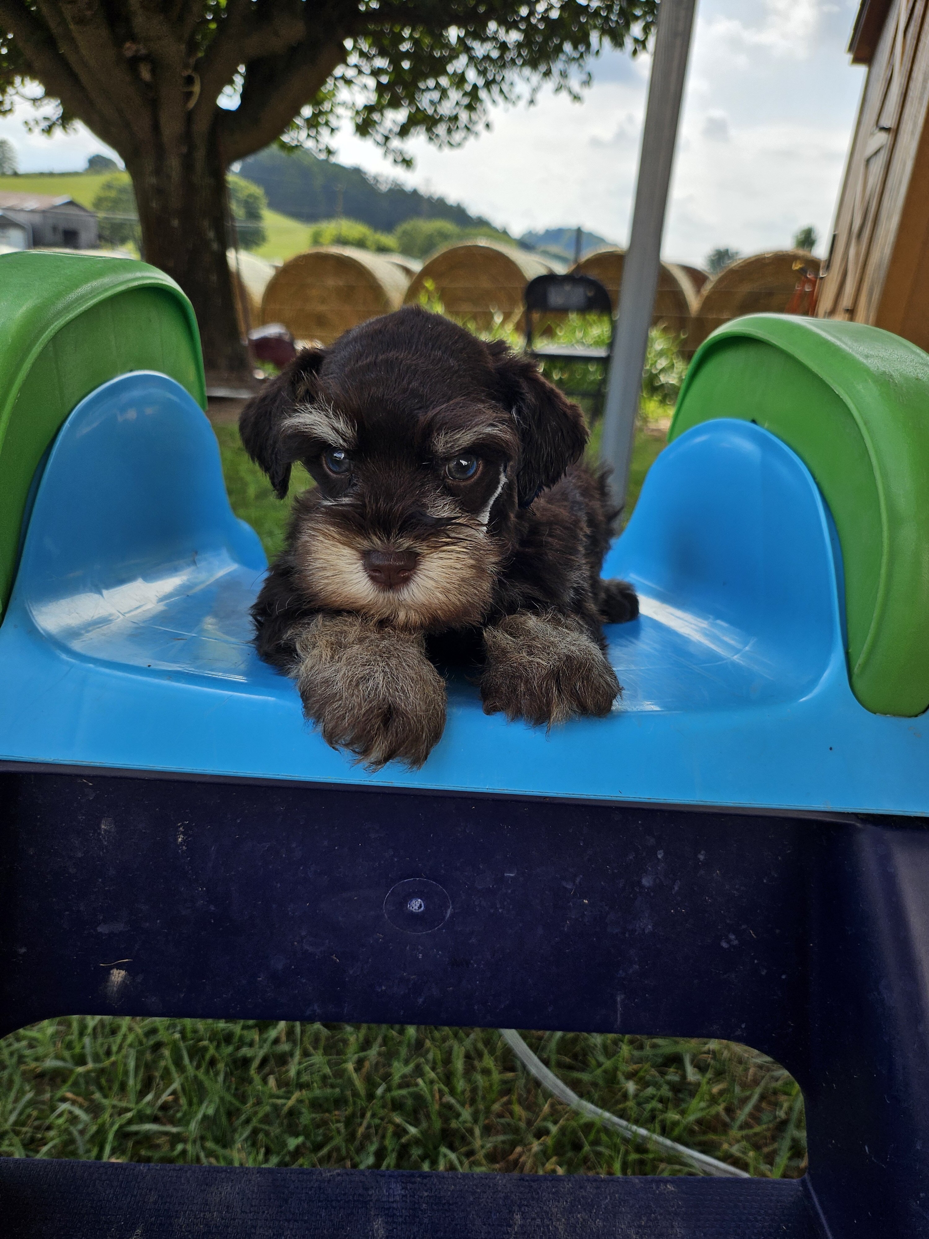 Miniature  Schnauzers image 5