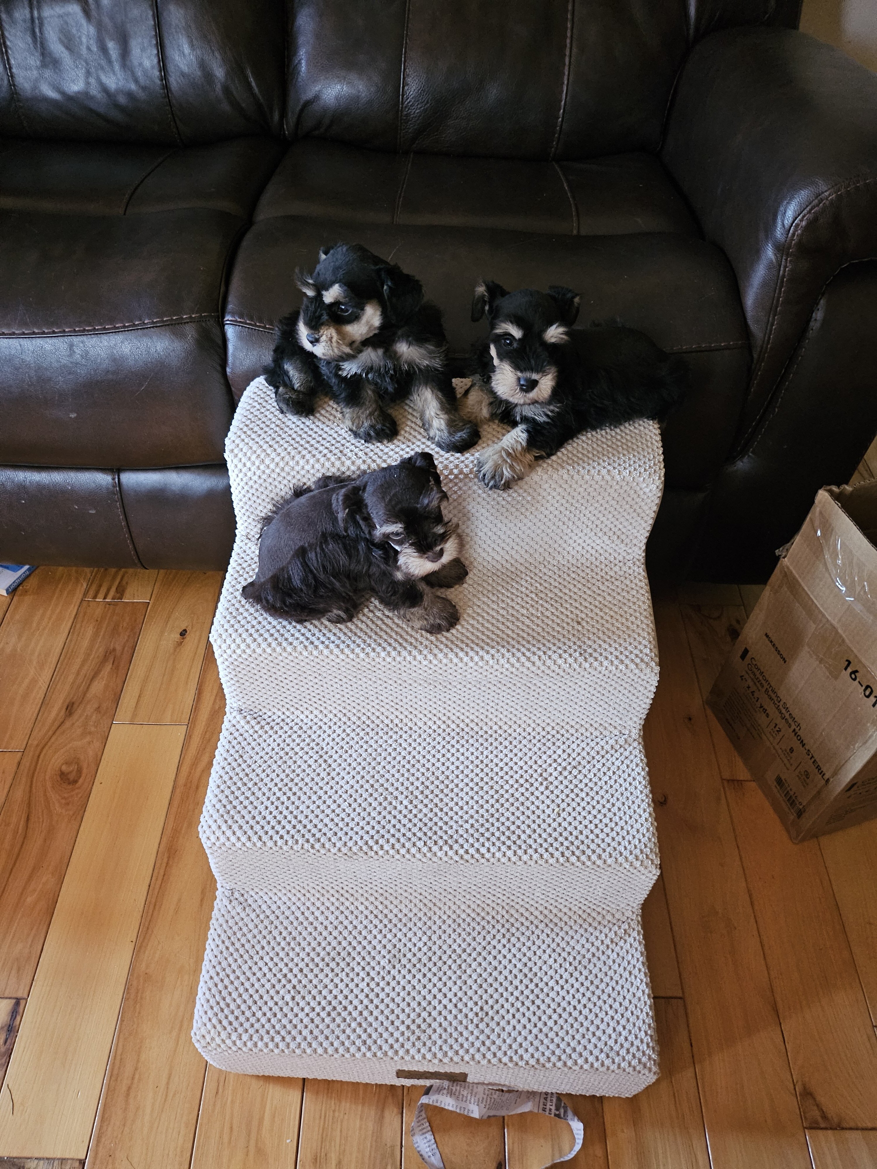 Miniature  Schnauzers image 4
