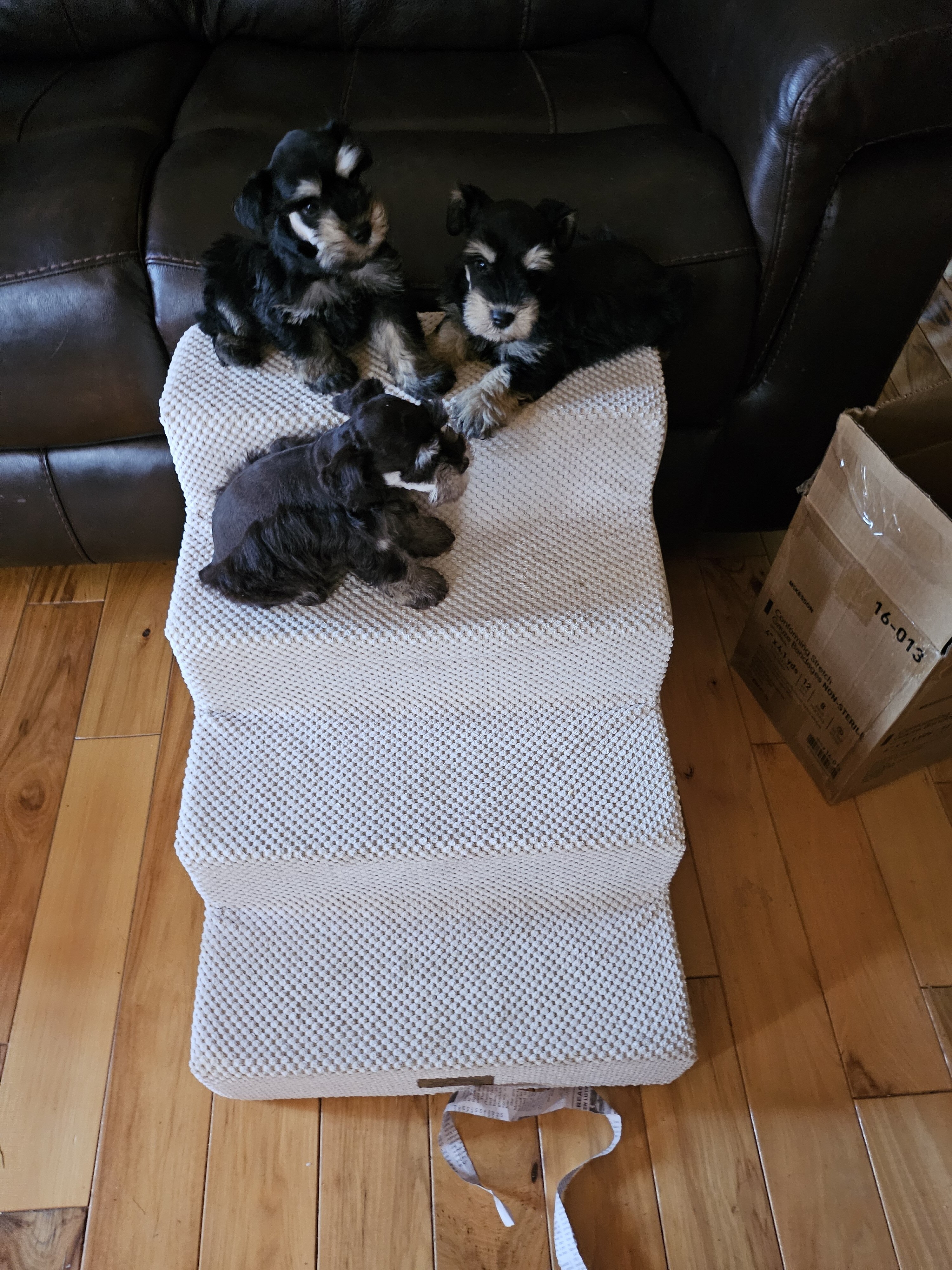 Miniature  Schnauzers image 3