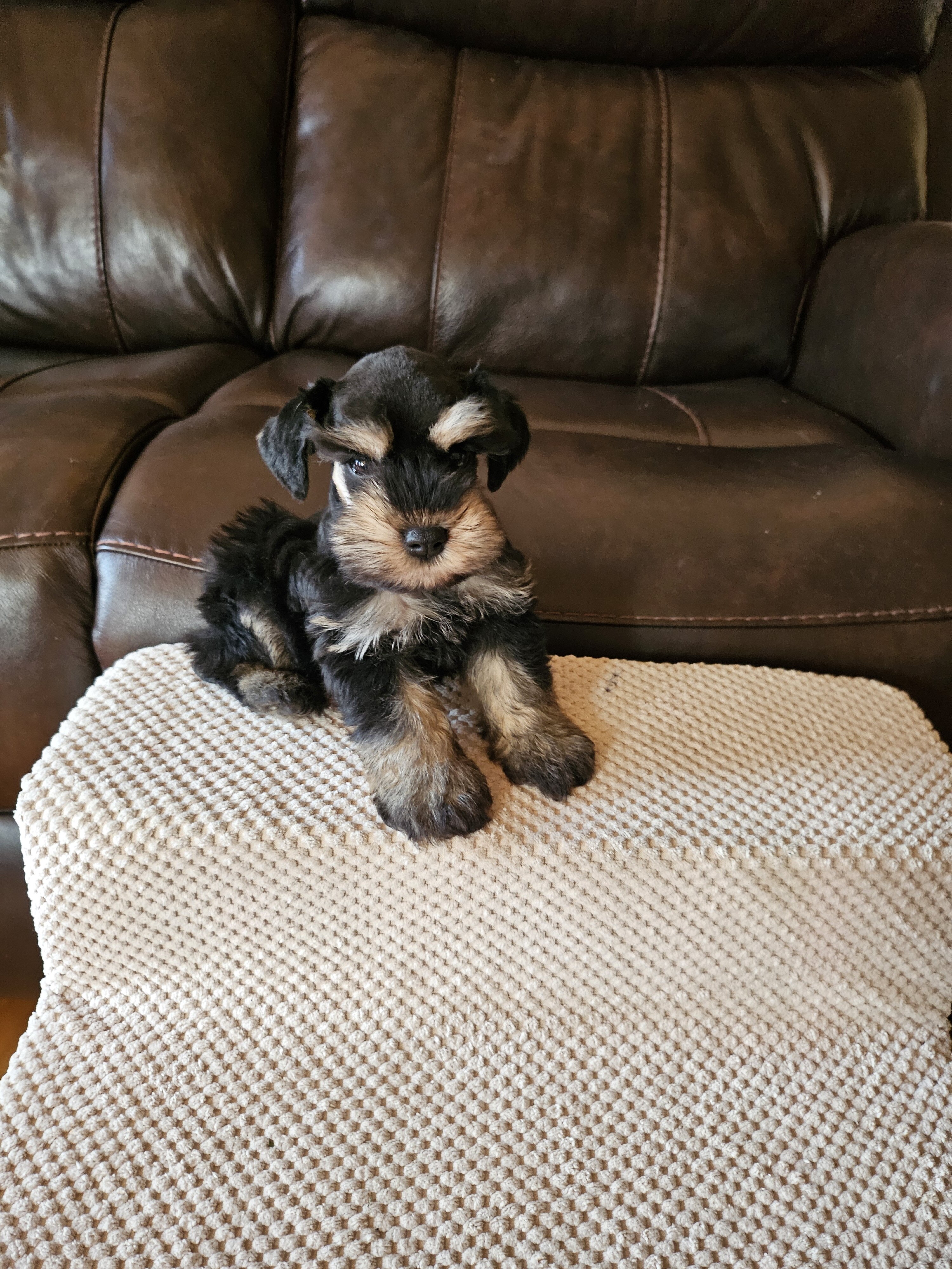 Miniature  Schnauzers image 2