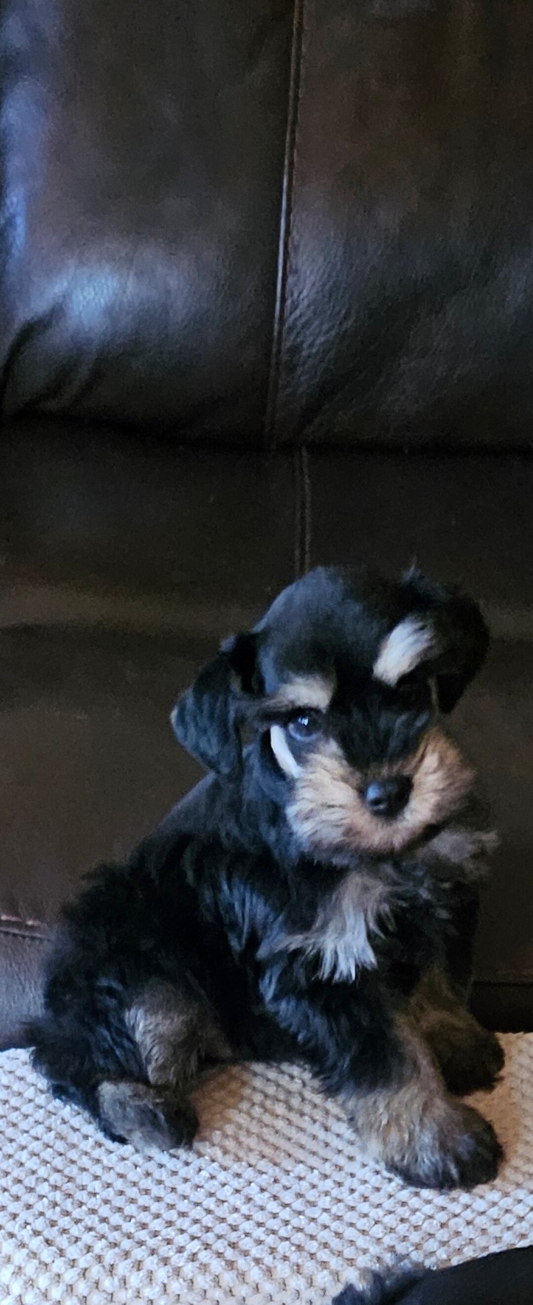 Miniature  Schnauzers image 1