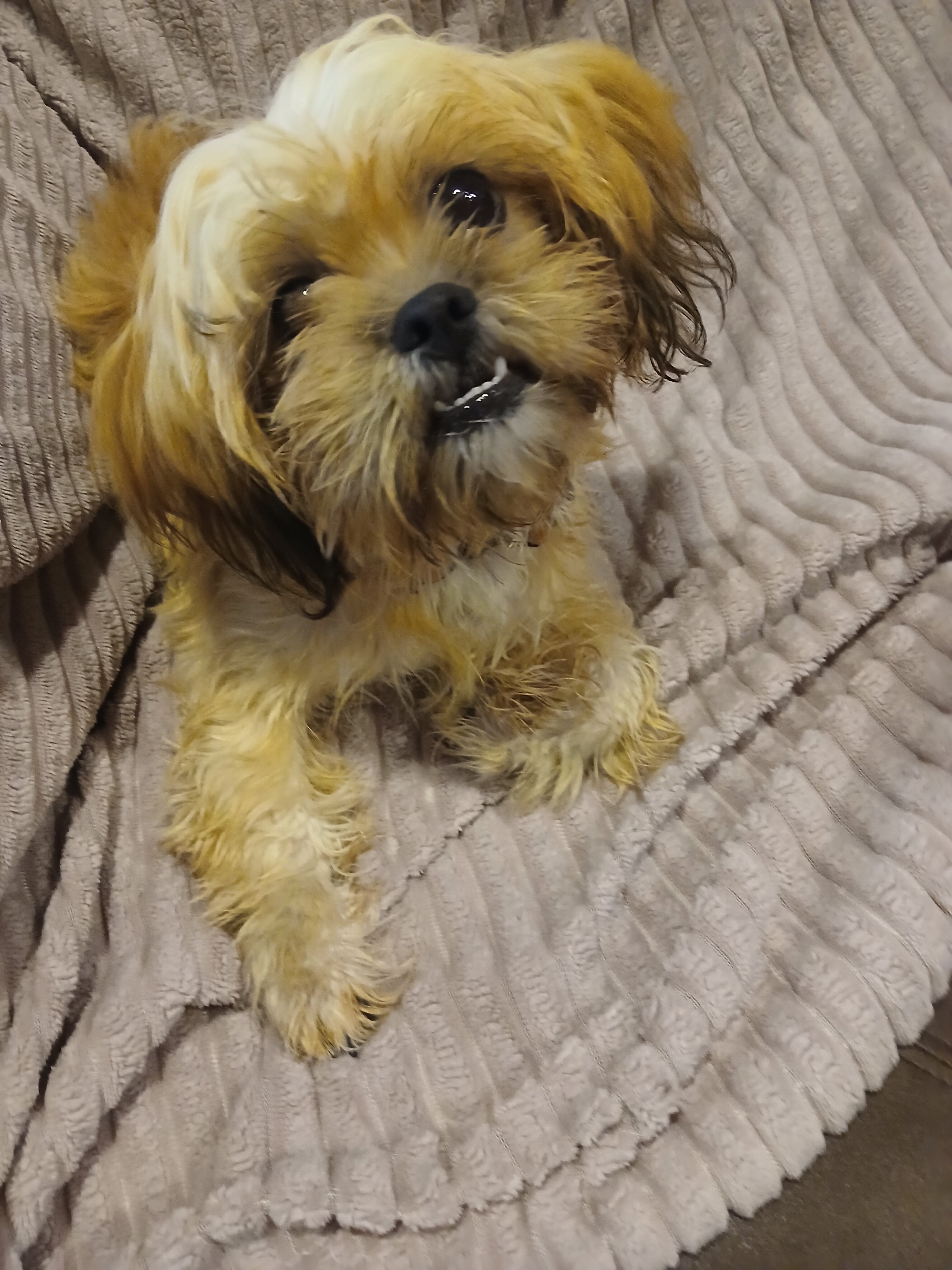 Shih tzu Puppy image 4