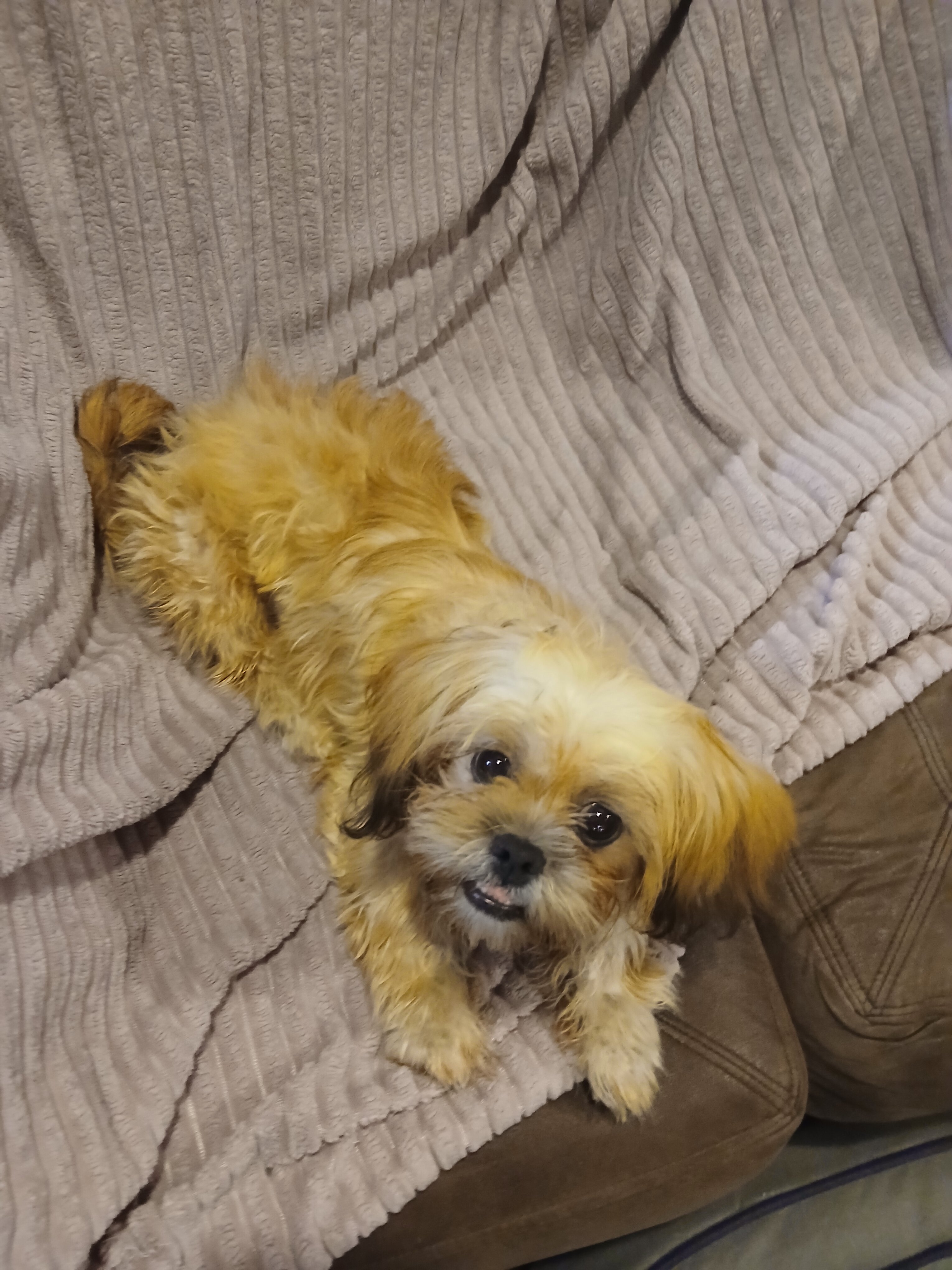 Shih tzu Puppy image 2