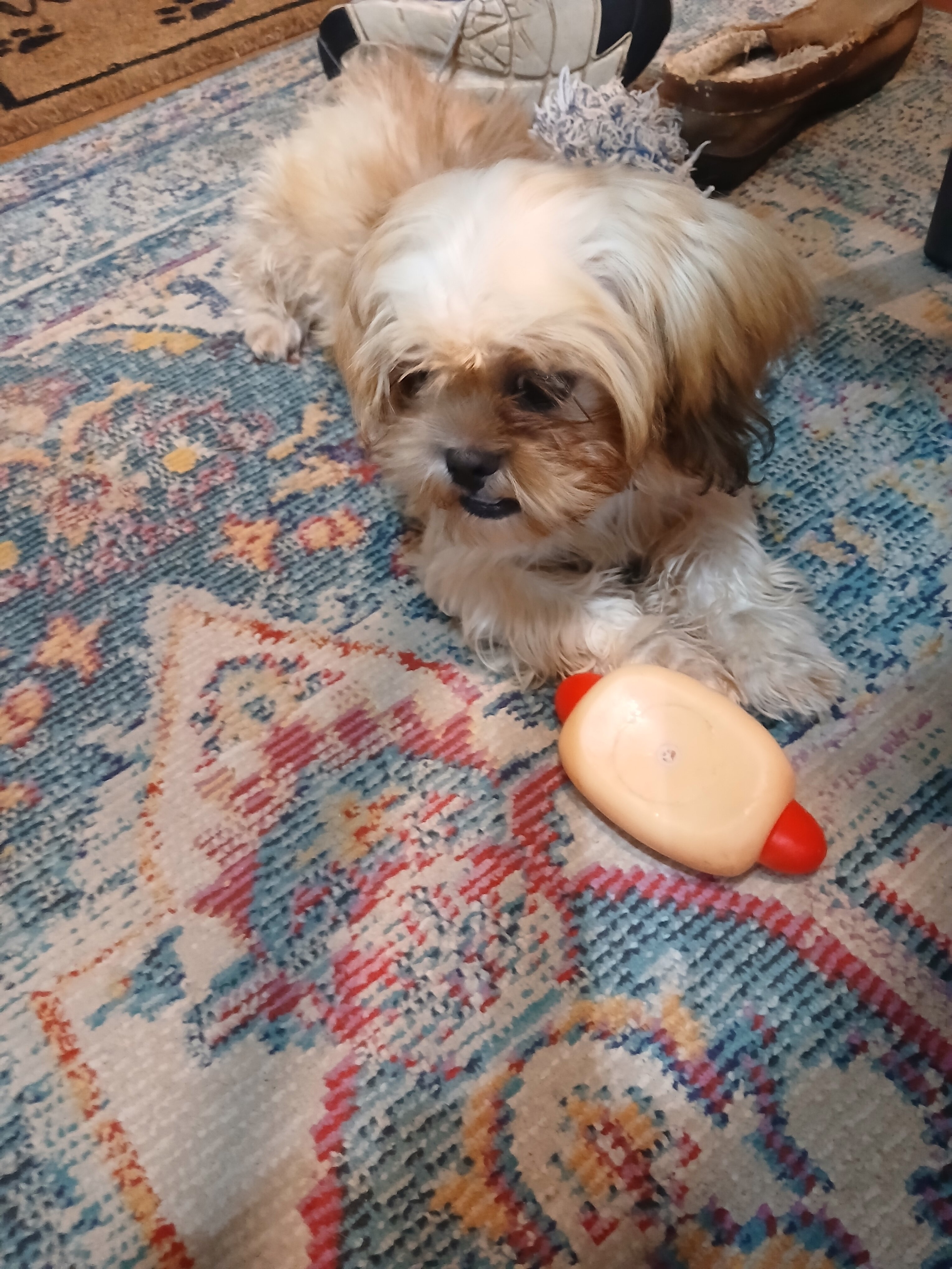 Shih tzu Puppy image 3