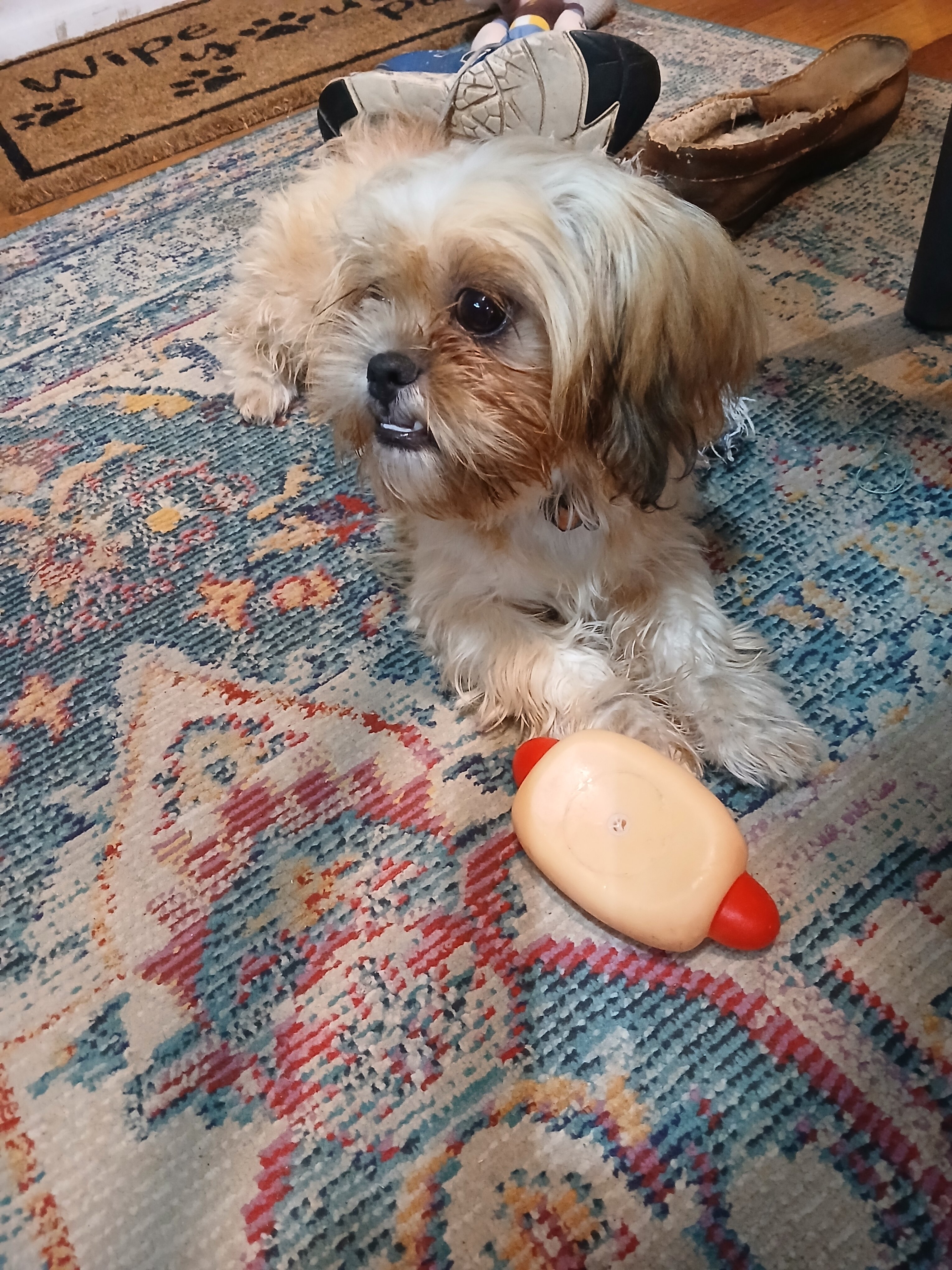 Shih tzu Puppy image 1