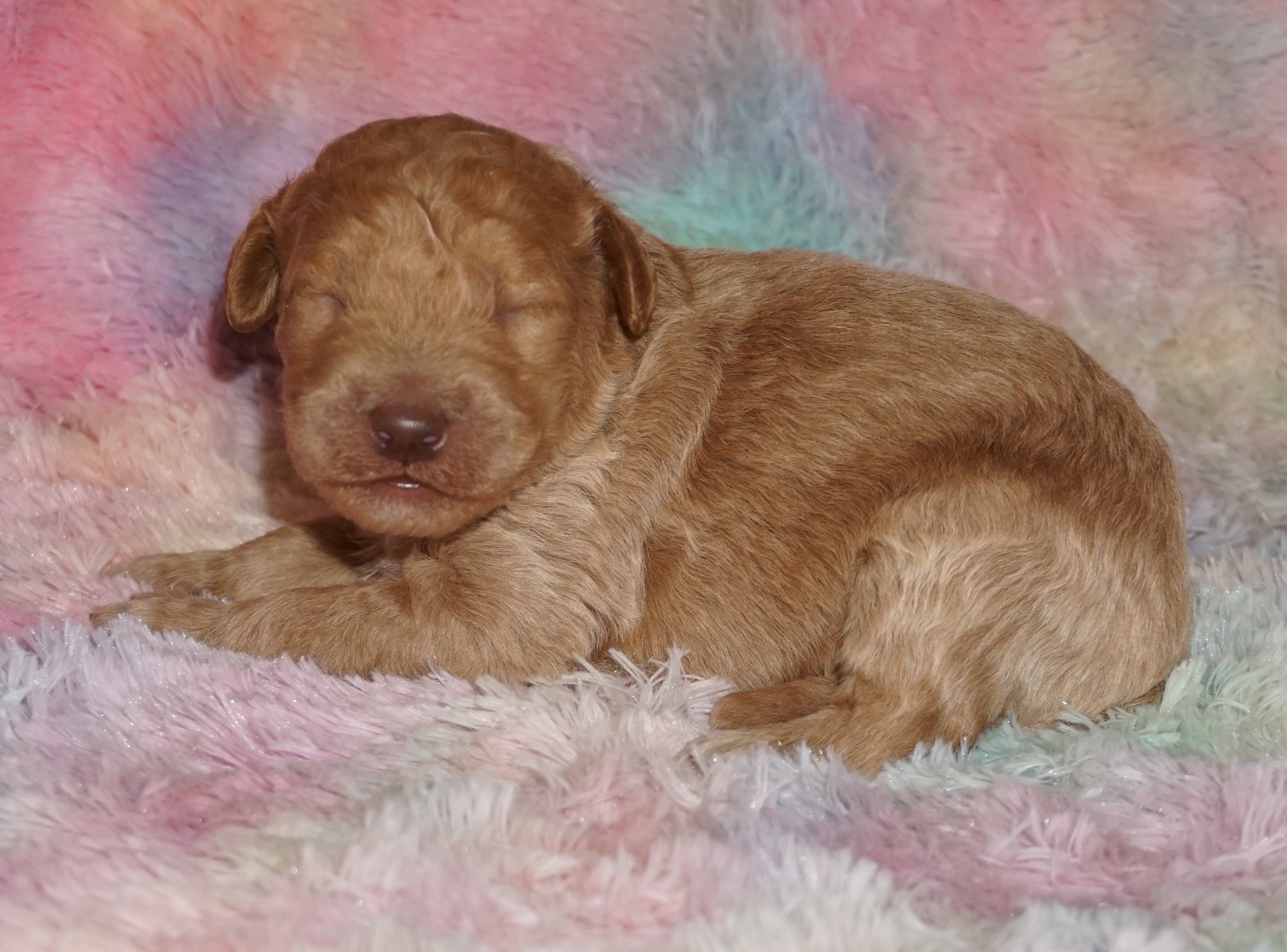 phantom, chocolate, apricot medium labradoodle ckc image 1
