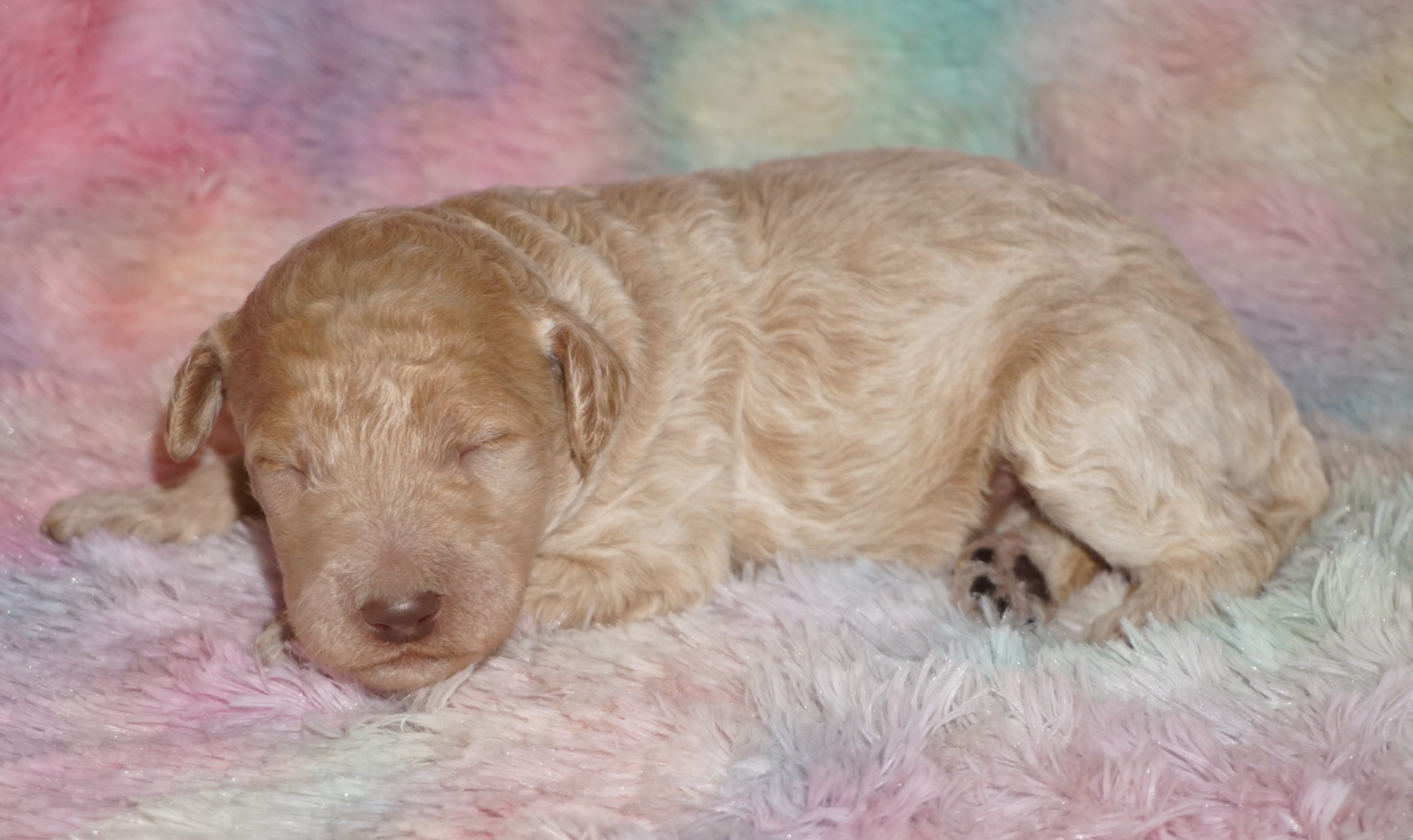 phantom, chocolate, apricot medium labradoodle ckc image 2