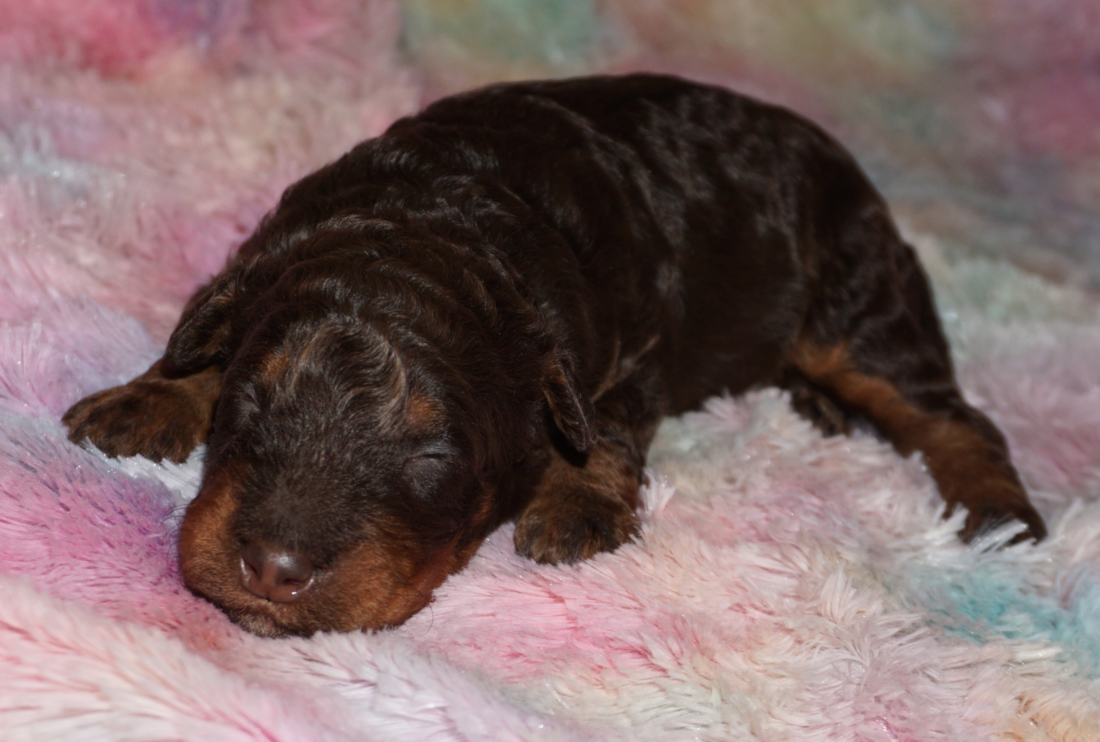 phantom, chocolate, apricot medium labradoodle ckc image 3