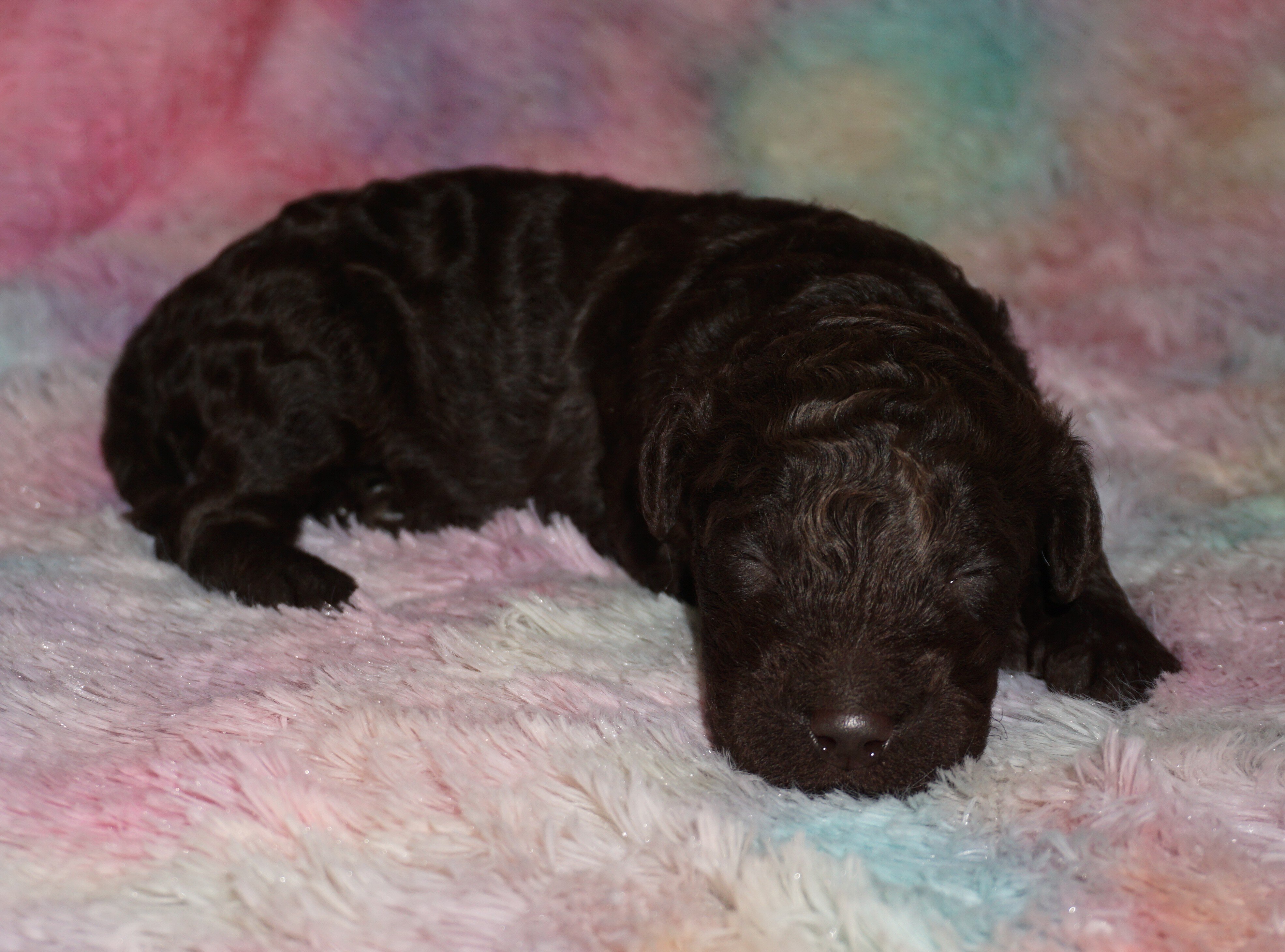 phantom, chocolate, apricot medium labradoodle ckc image 4