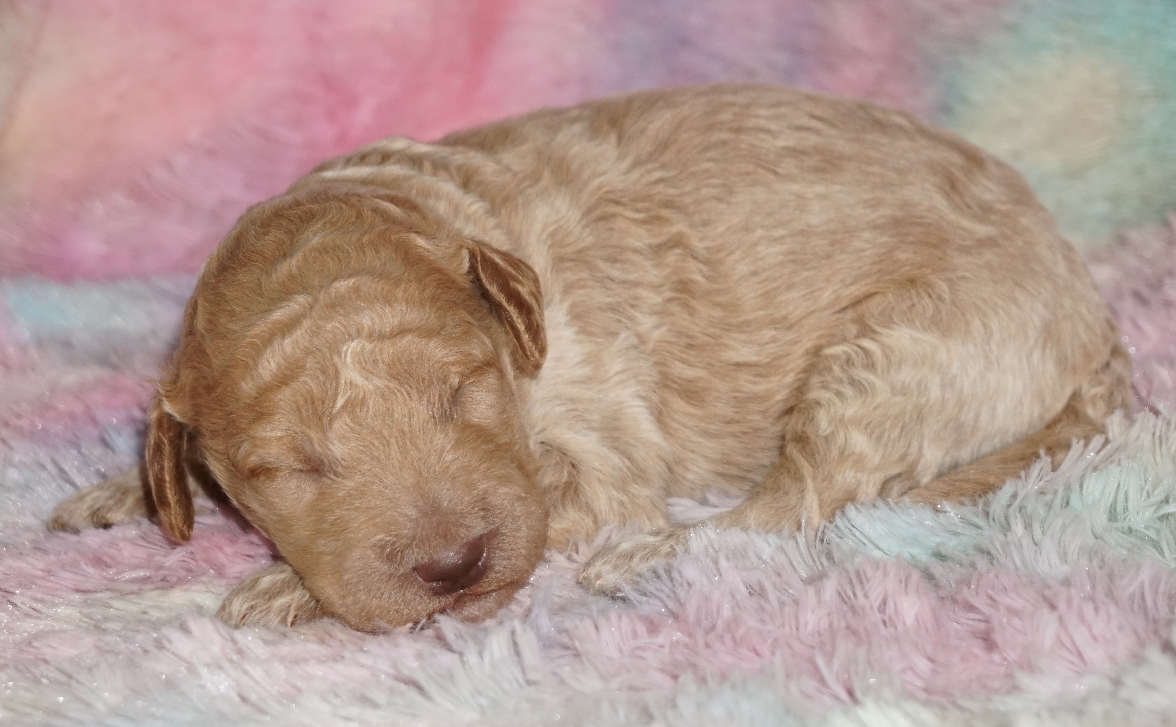 phantom, chocolate, apricot medium labradoodle ckc image 5