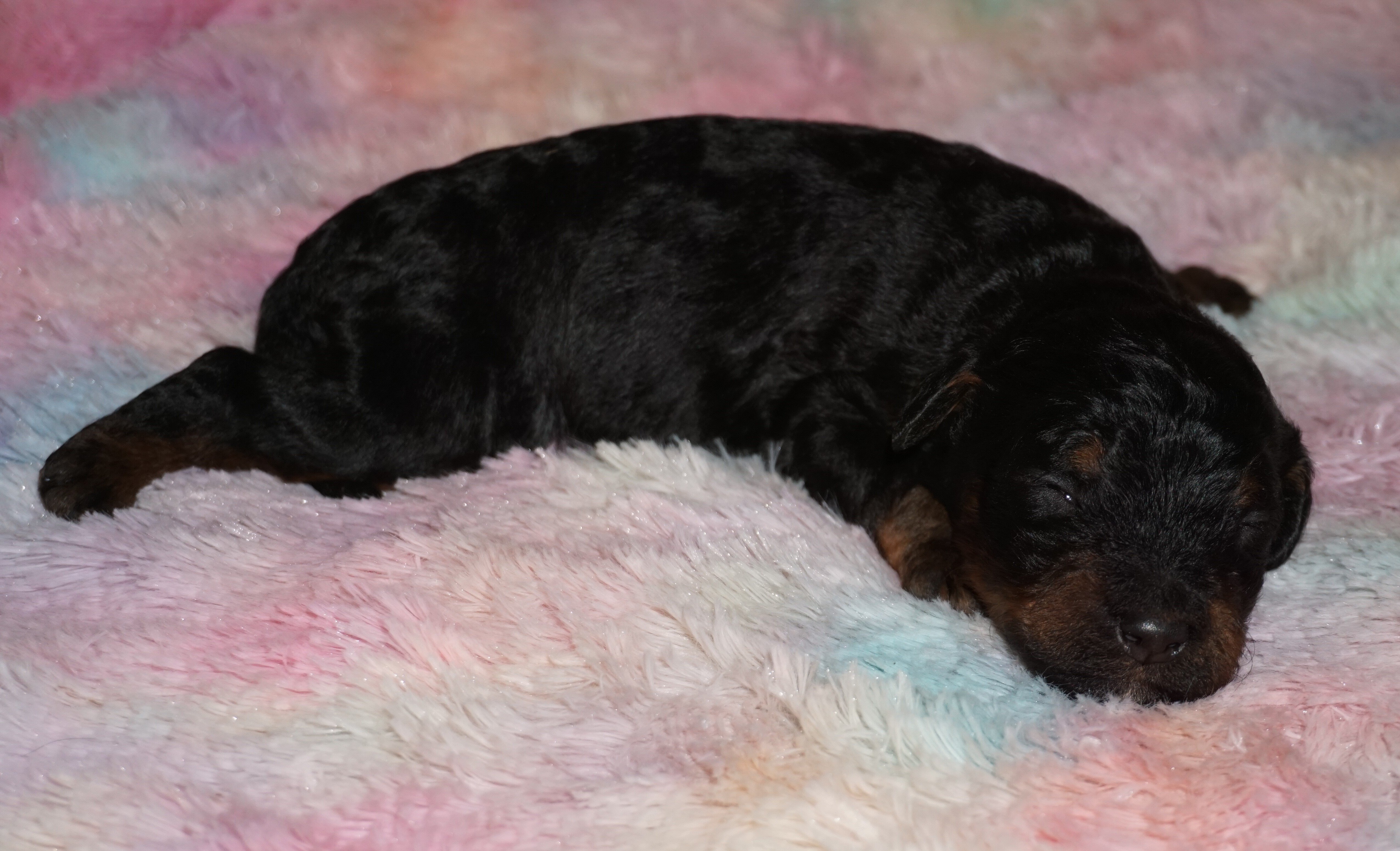phantom, chocolate, apricot medium labradoodle ckc image 6