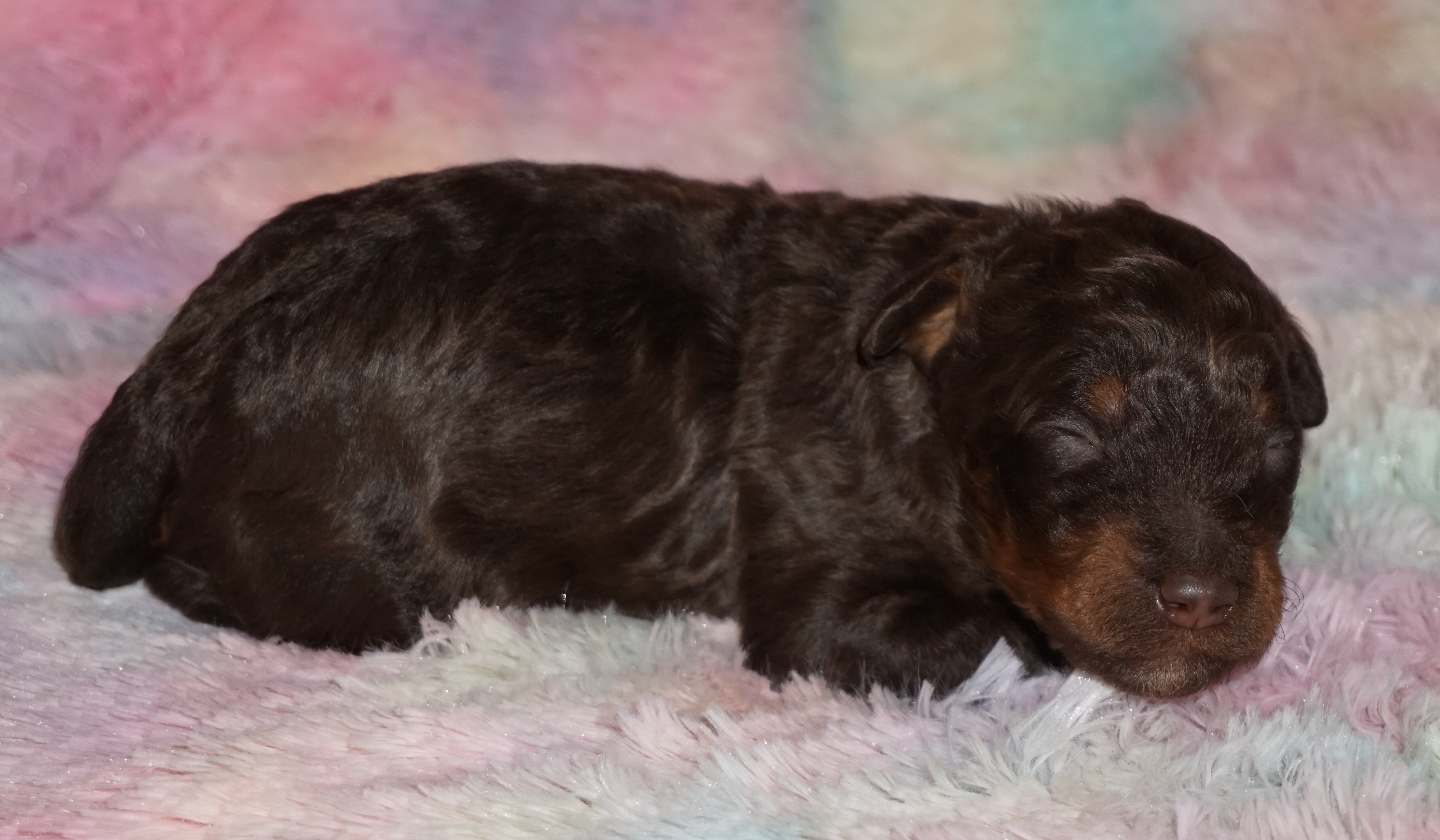 phantom, chocolate, apricot medium labradoodle ckc image 7