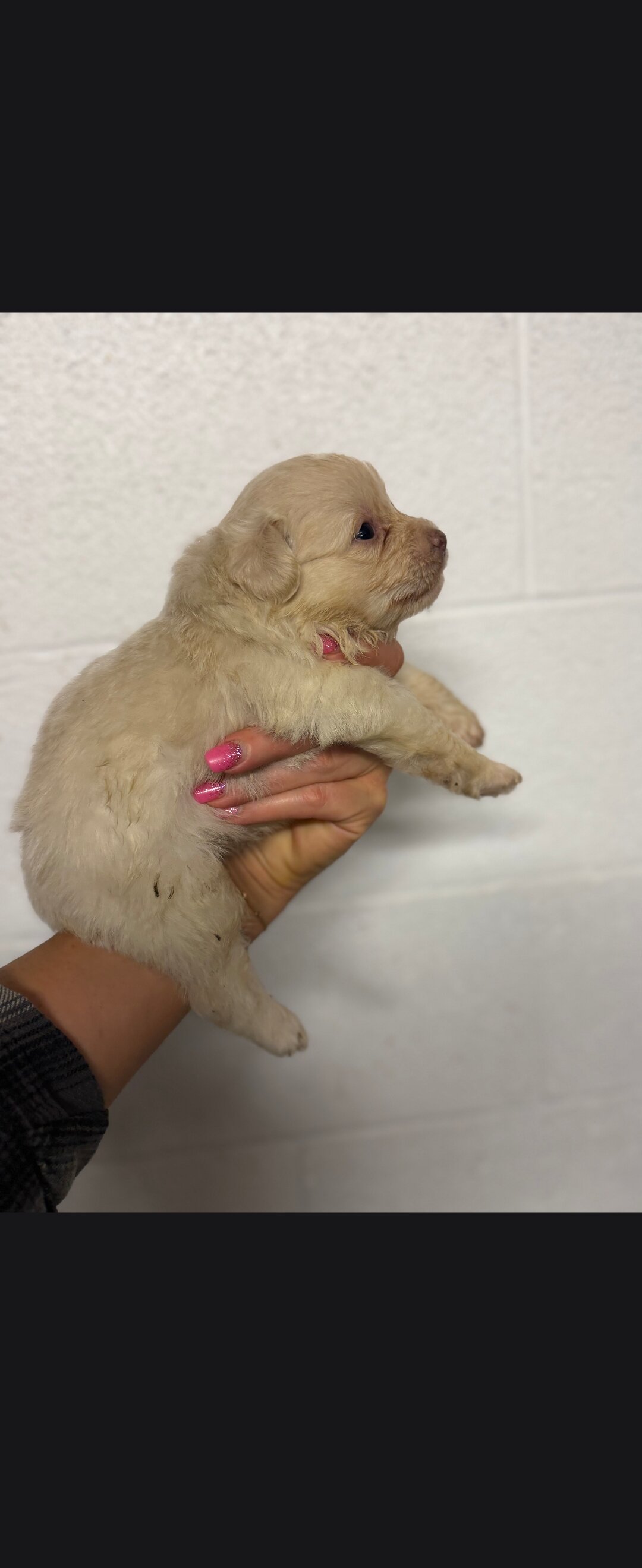 Pomapoo puppies image 7
