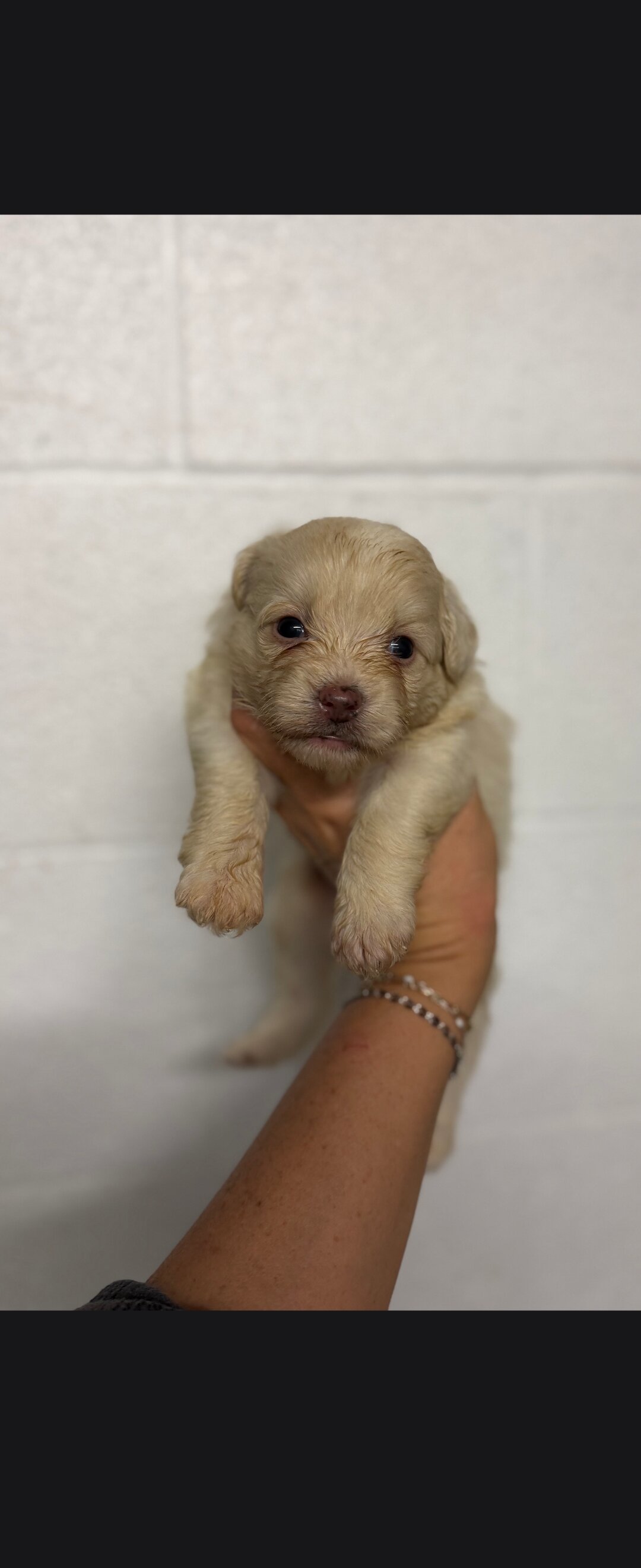 Pomapoo puppies image 3