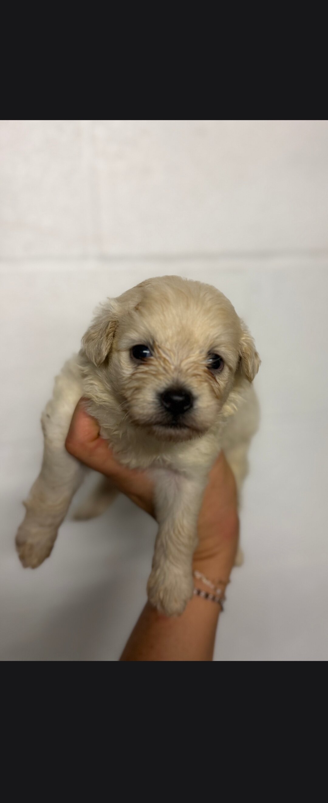 Pomapoo puppies image 6