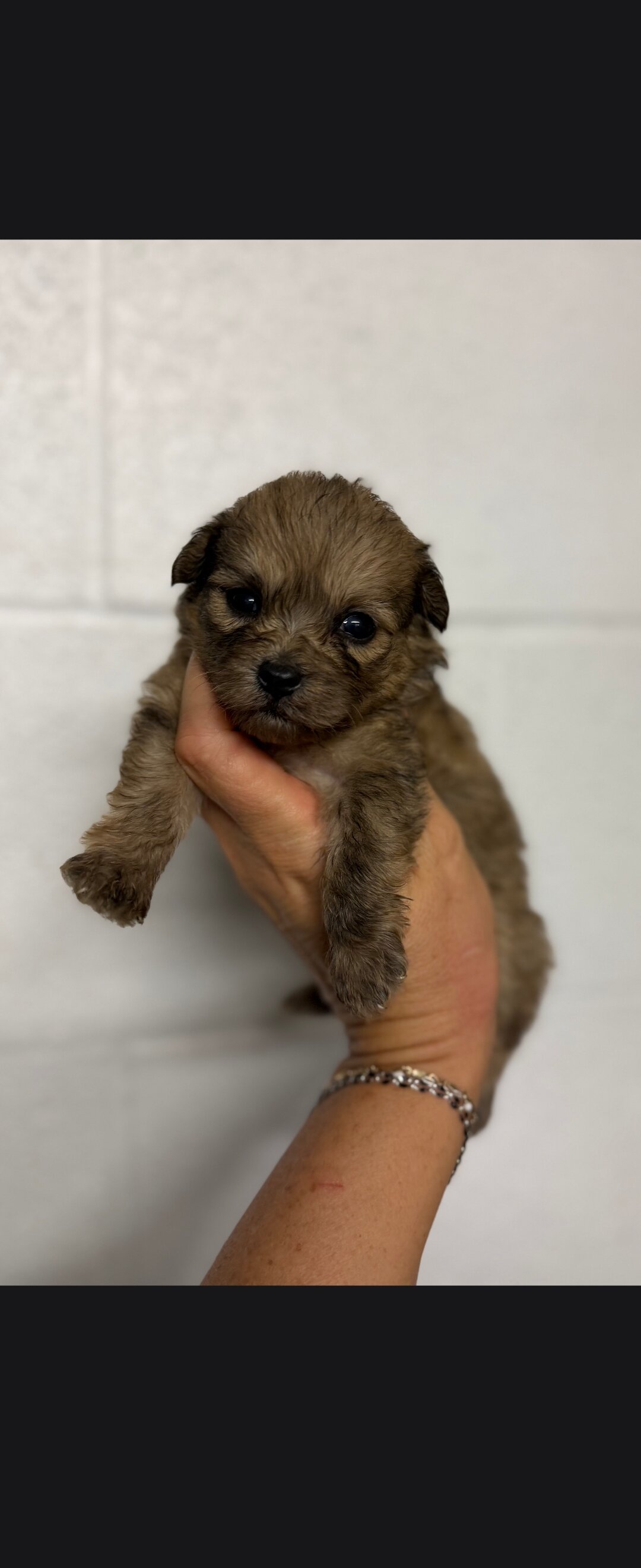 Pomapoo puppies image 5