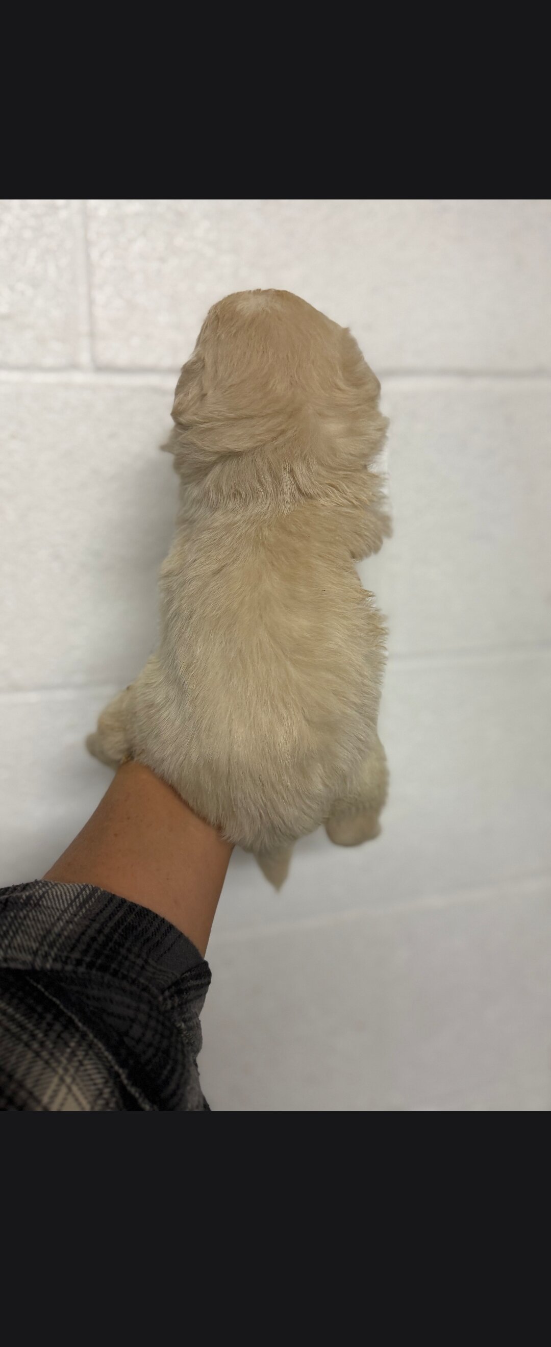 Pomapoo puppies image 4