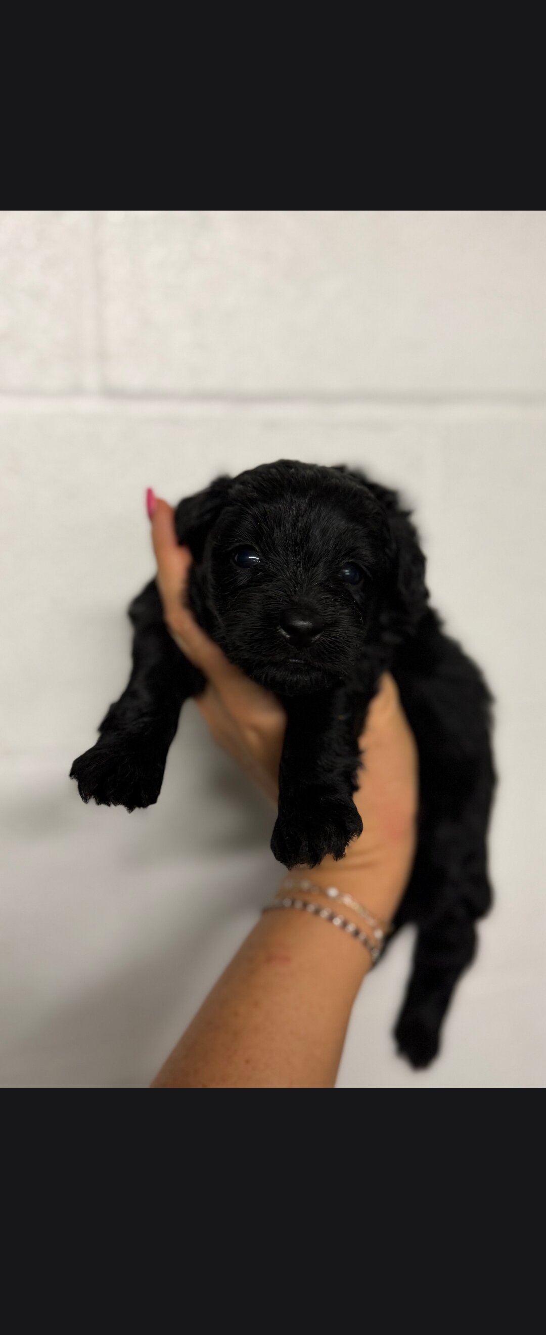 Pomapoo puppies image 1