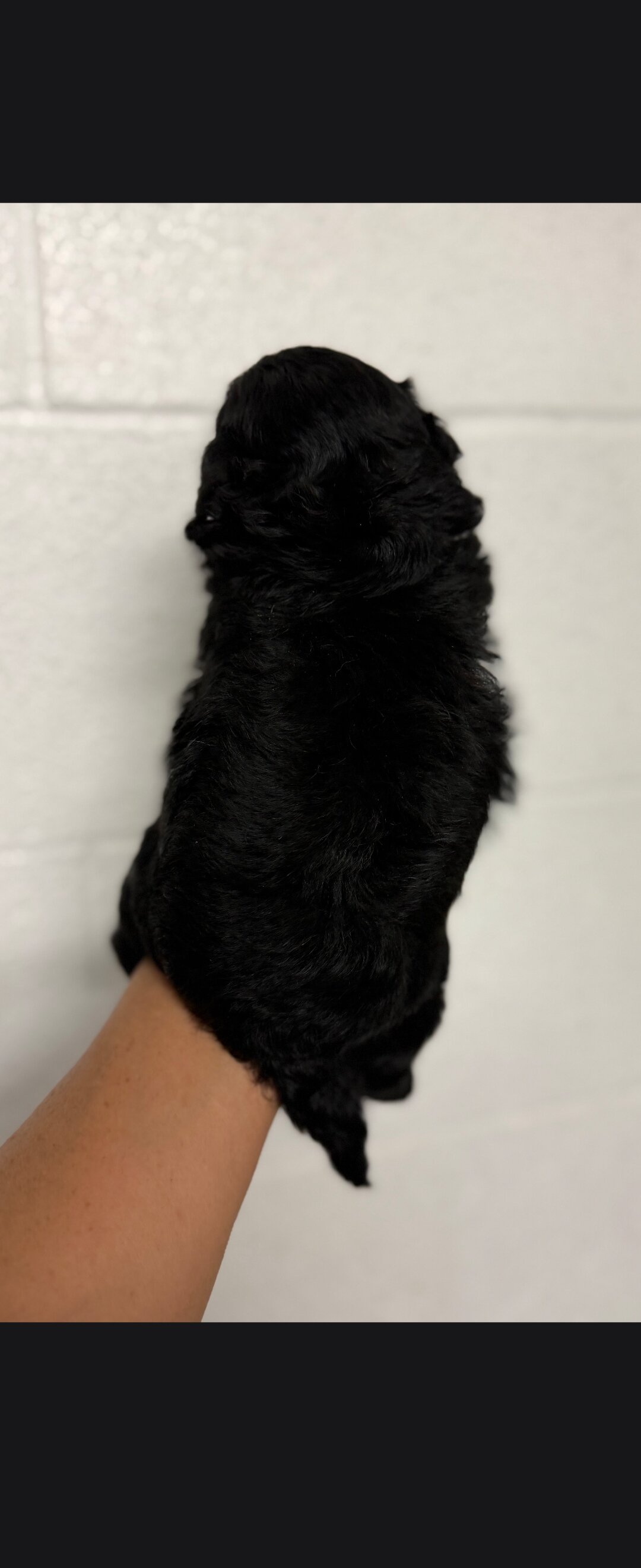 Pomapoo puppies image 2