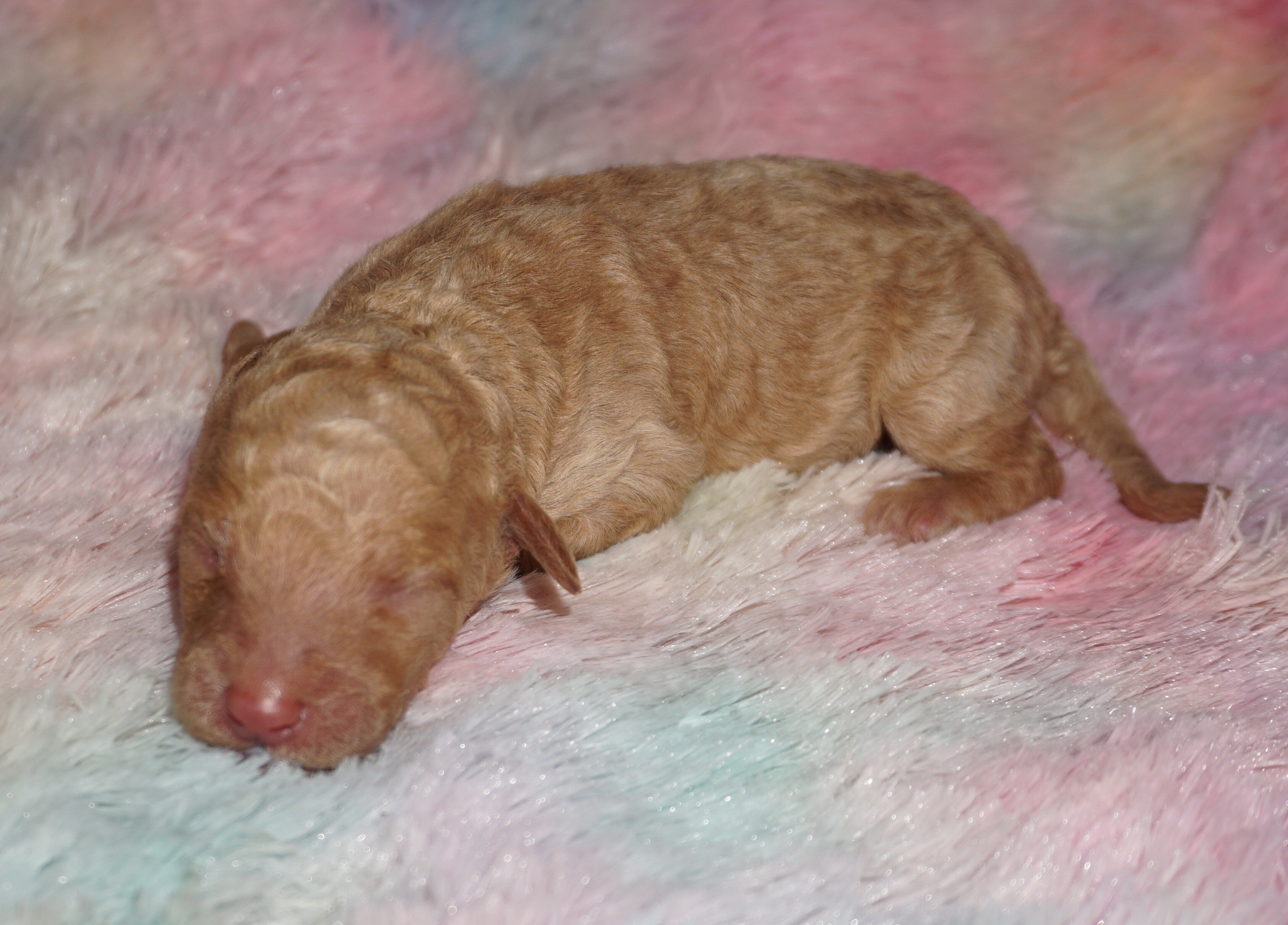 standard ckc registered labradoodles image 1