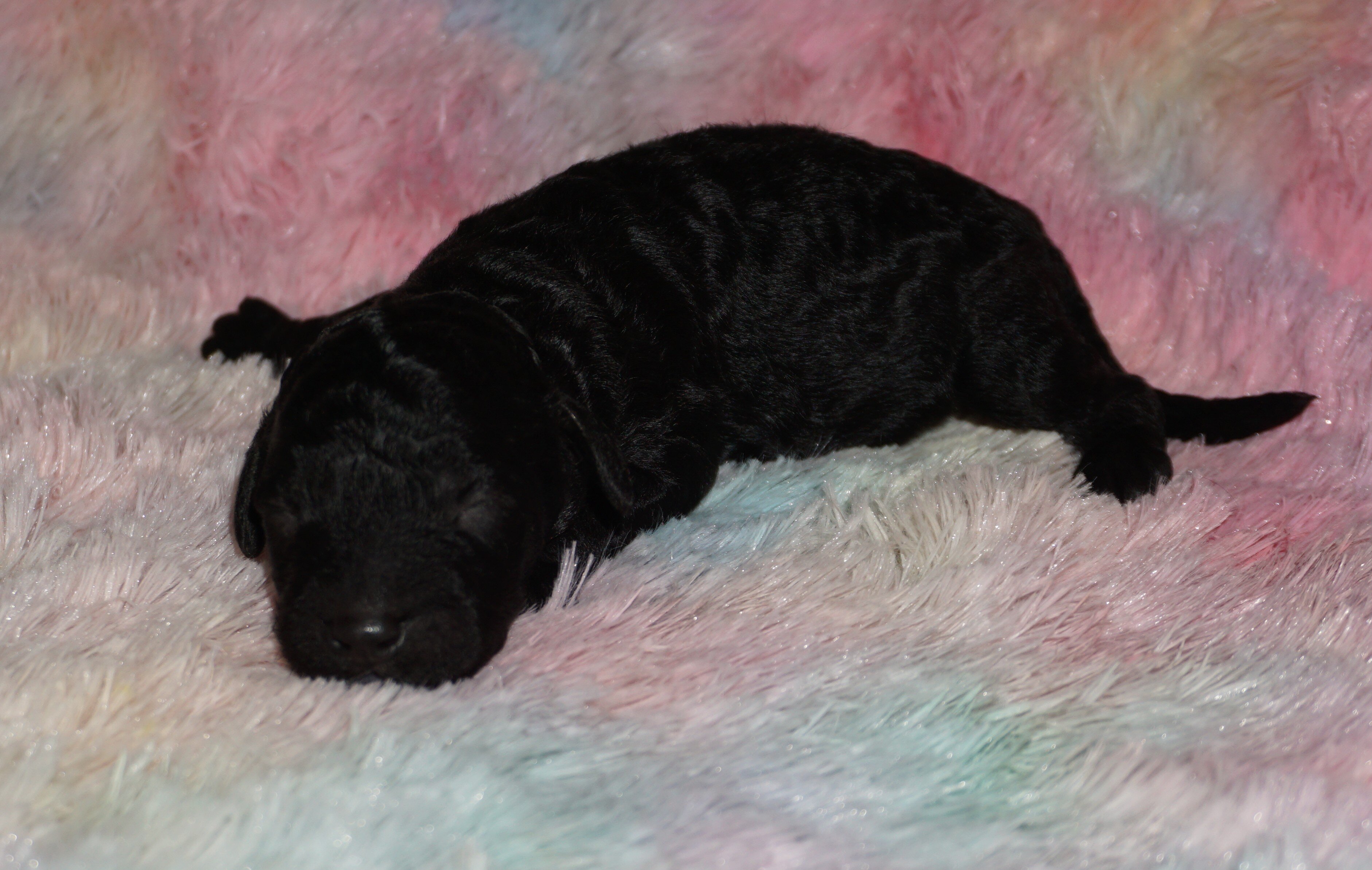 standard ckc registered labradoodles image 2