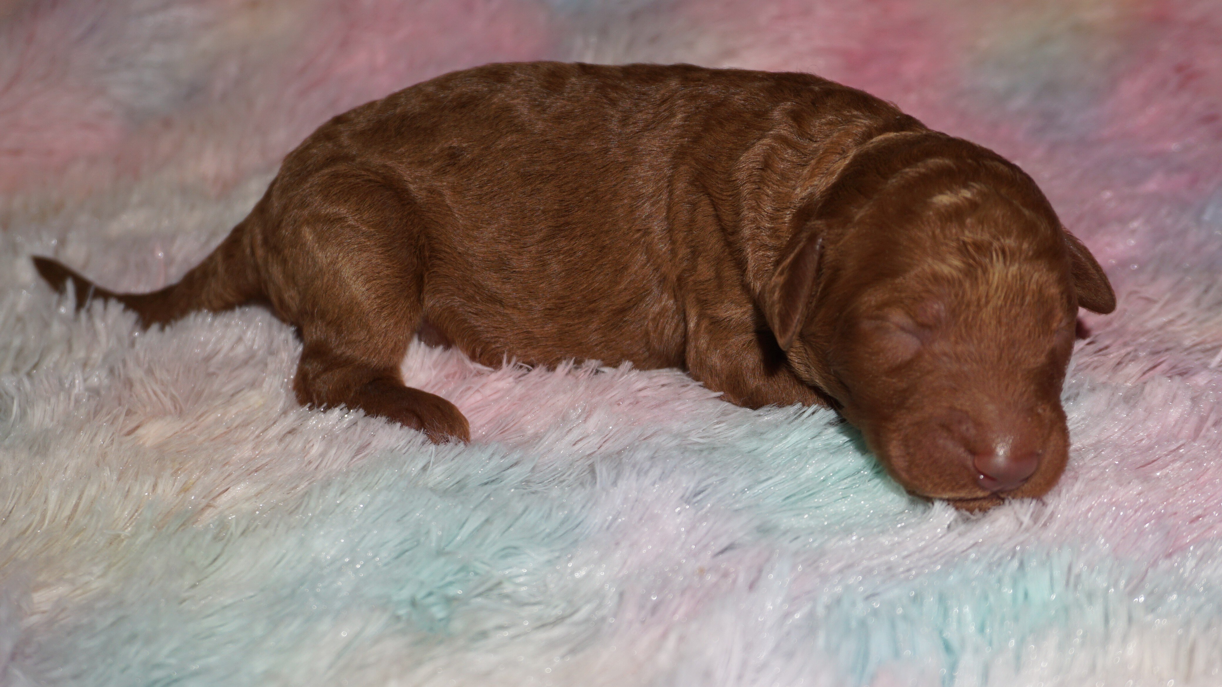 standard ckc registered labradoodles image 3