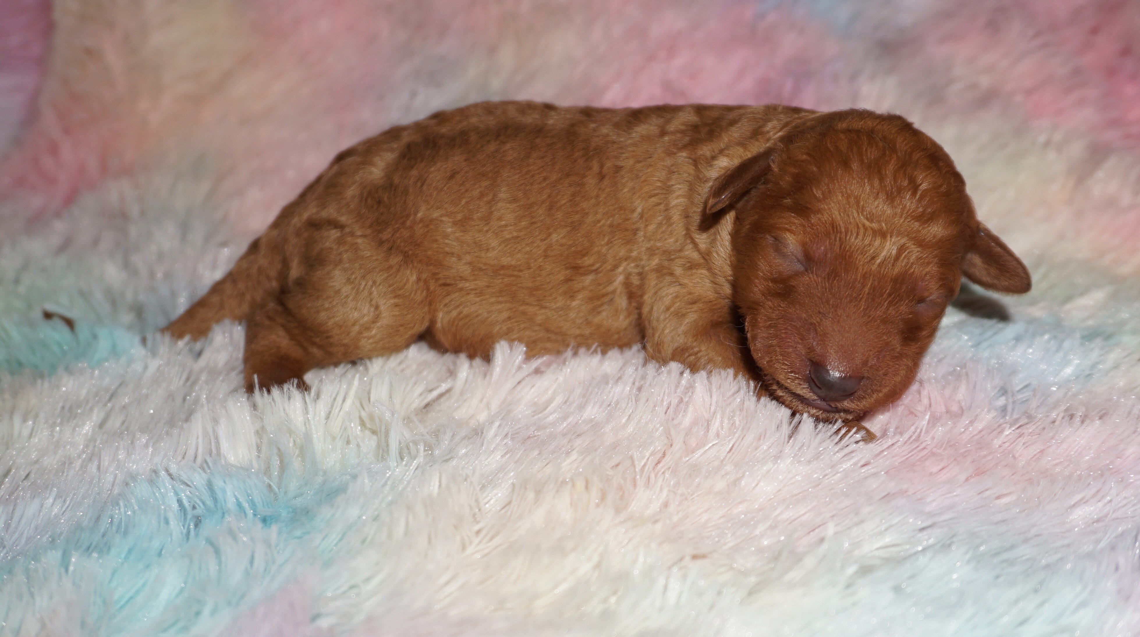standard ckc registered labradoodles image 5