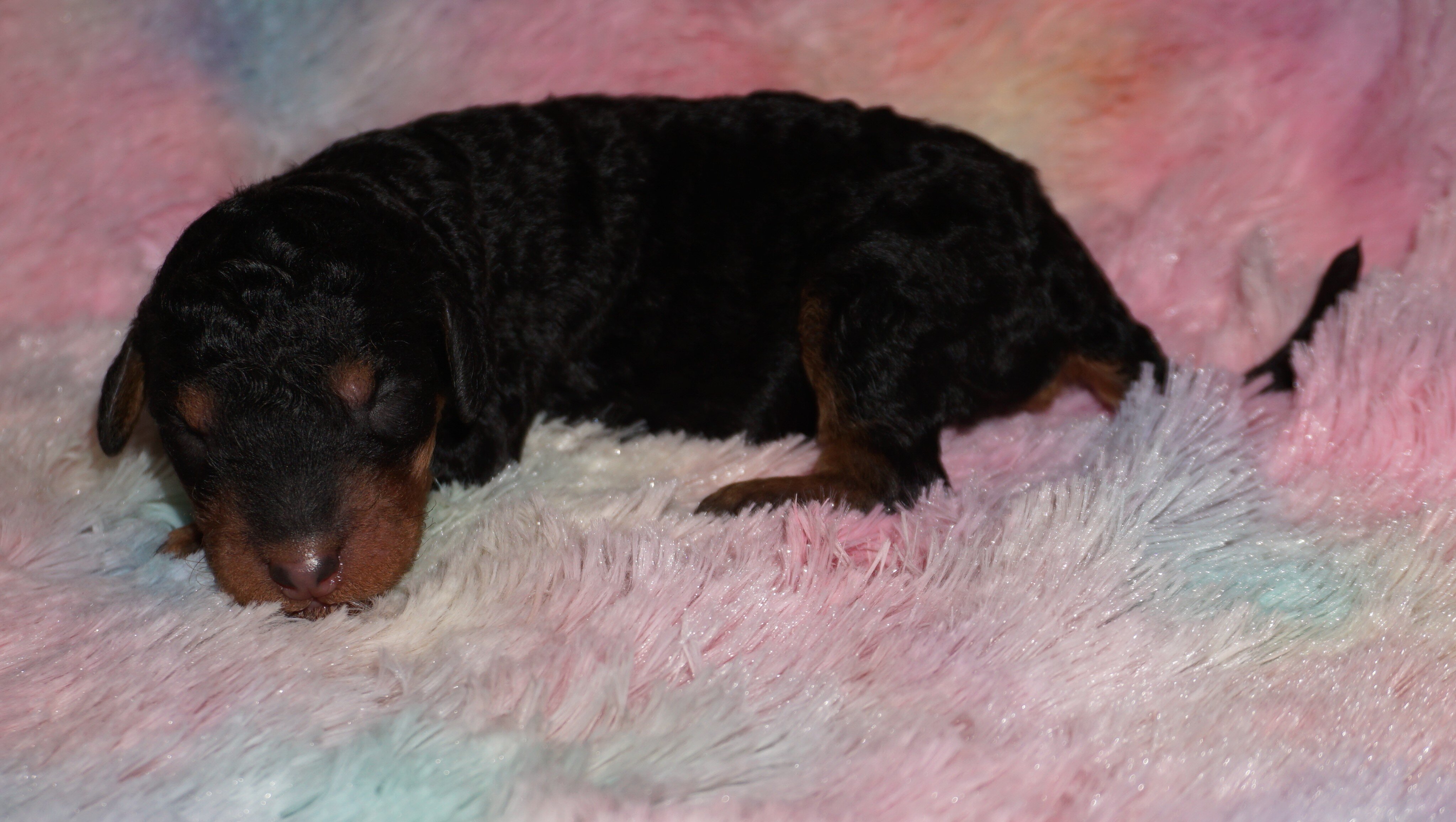 standard ckc registered labradoodles image 6