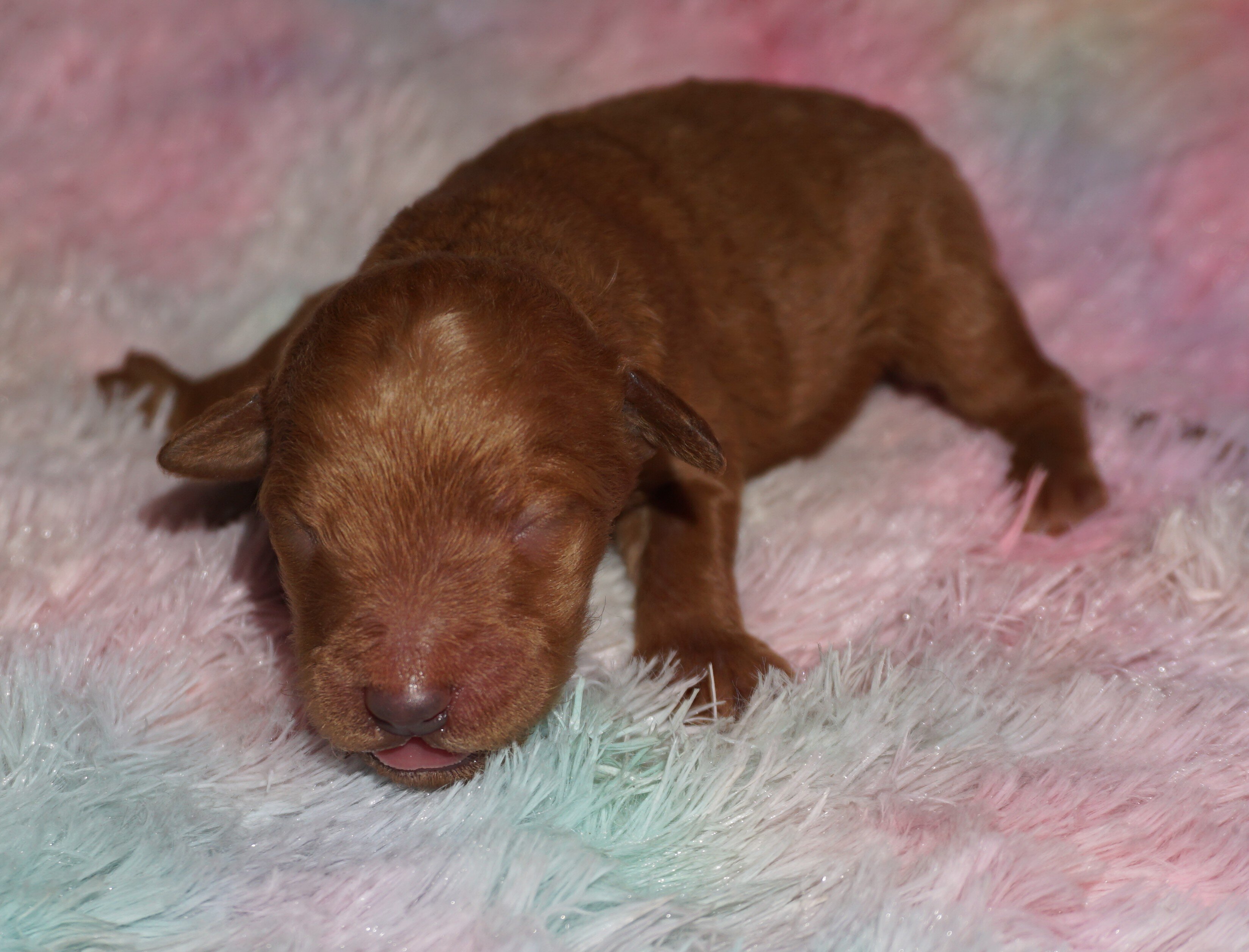 standard ckc registered labradoodles image 7