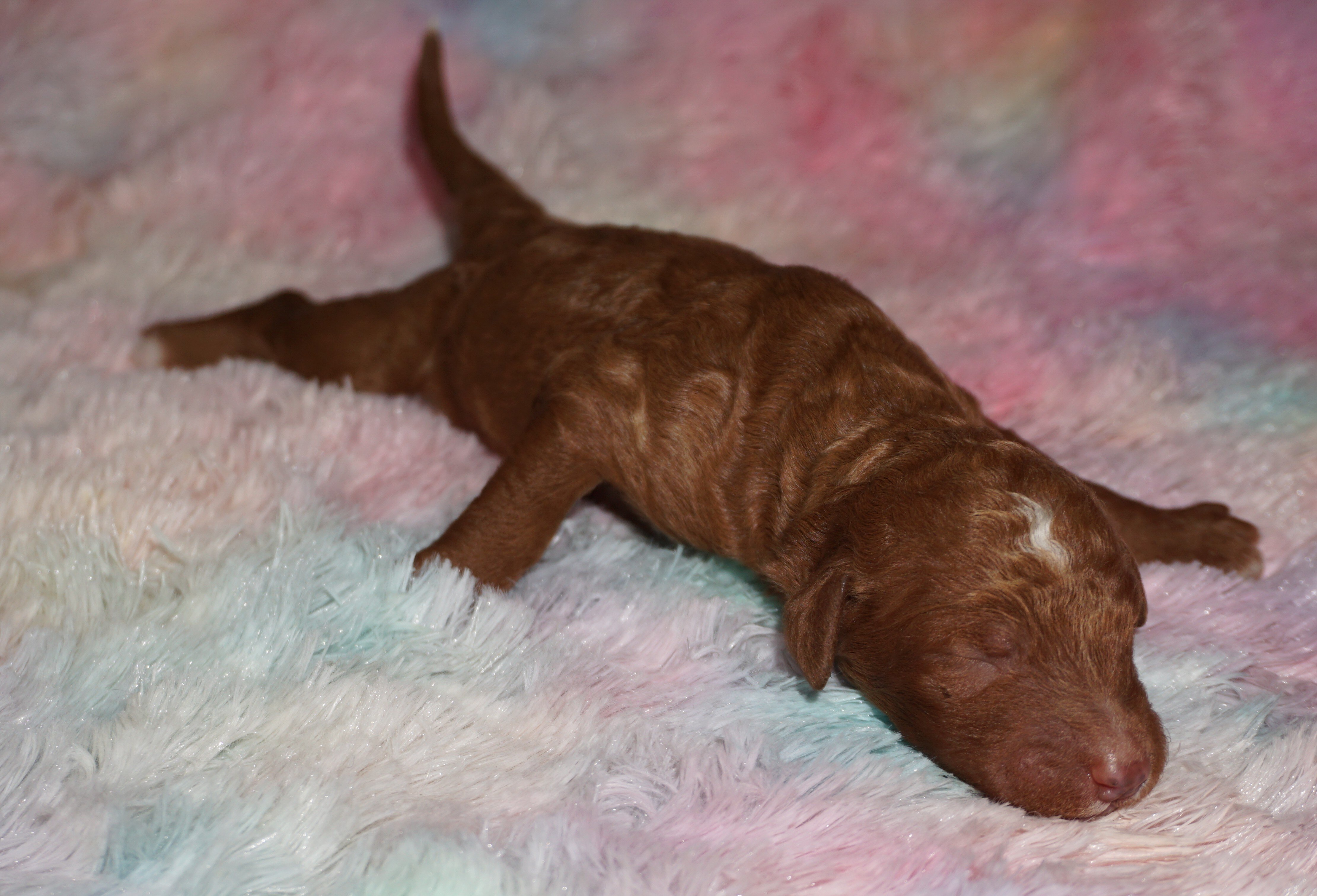 standard ckc registered labradoodles image 8
